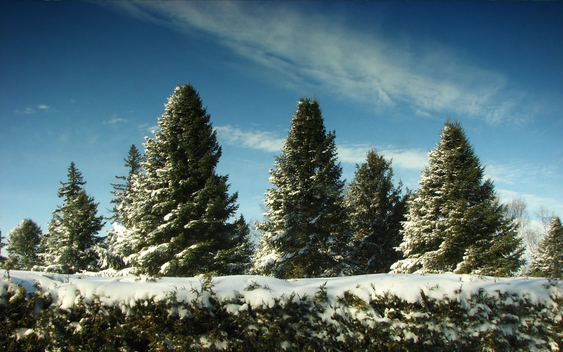 weihnachtsbäume schnee weihnachten im juni