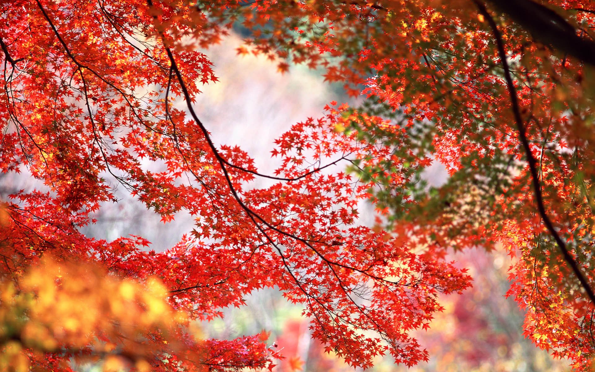 foglie di acero rosso arancione alberi rami autunno