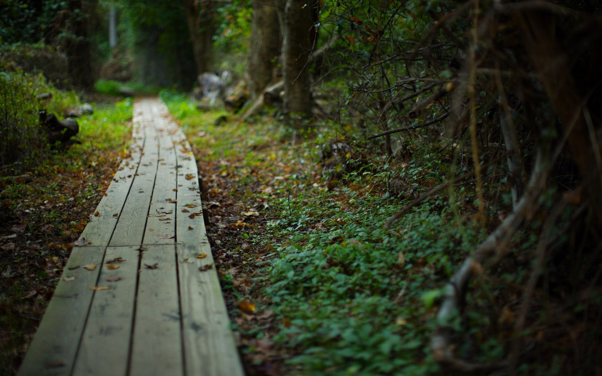 path road summer forest nature plants beauty