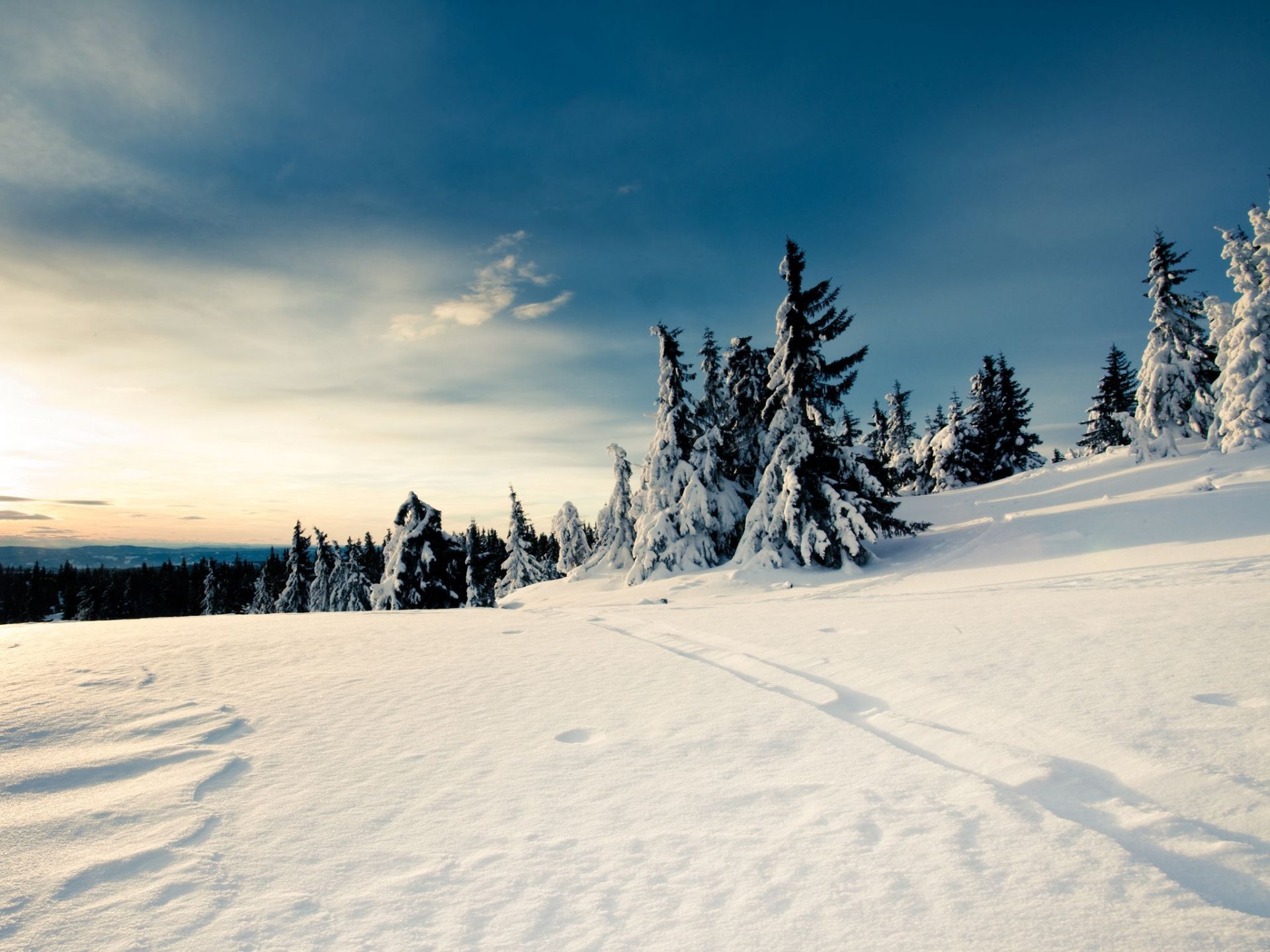 śnieg choinki zima