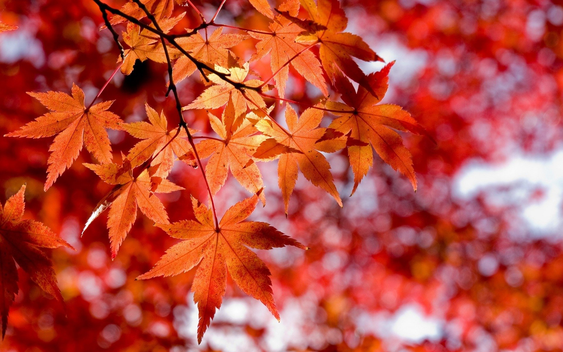 autumn red leaves close-up style