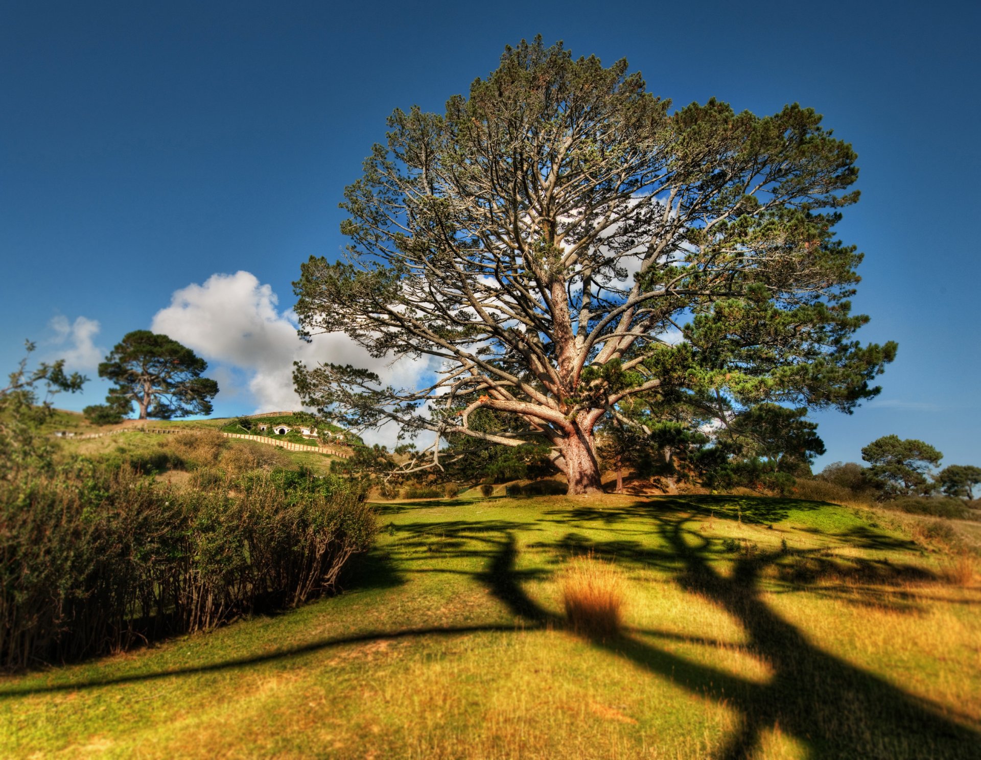 naturaleza árbol hierba arbustos ramas hojas cielo