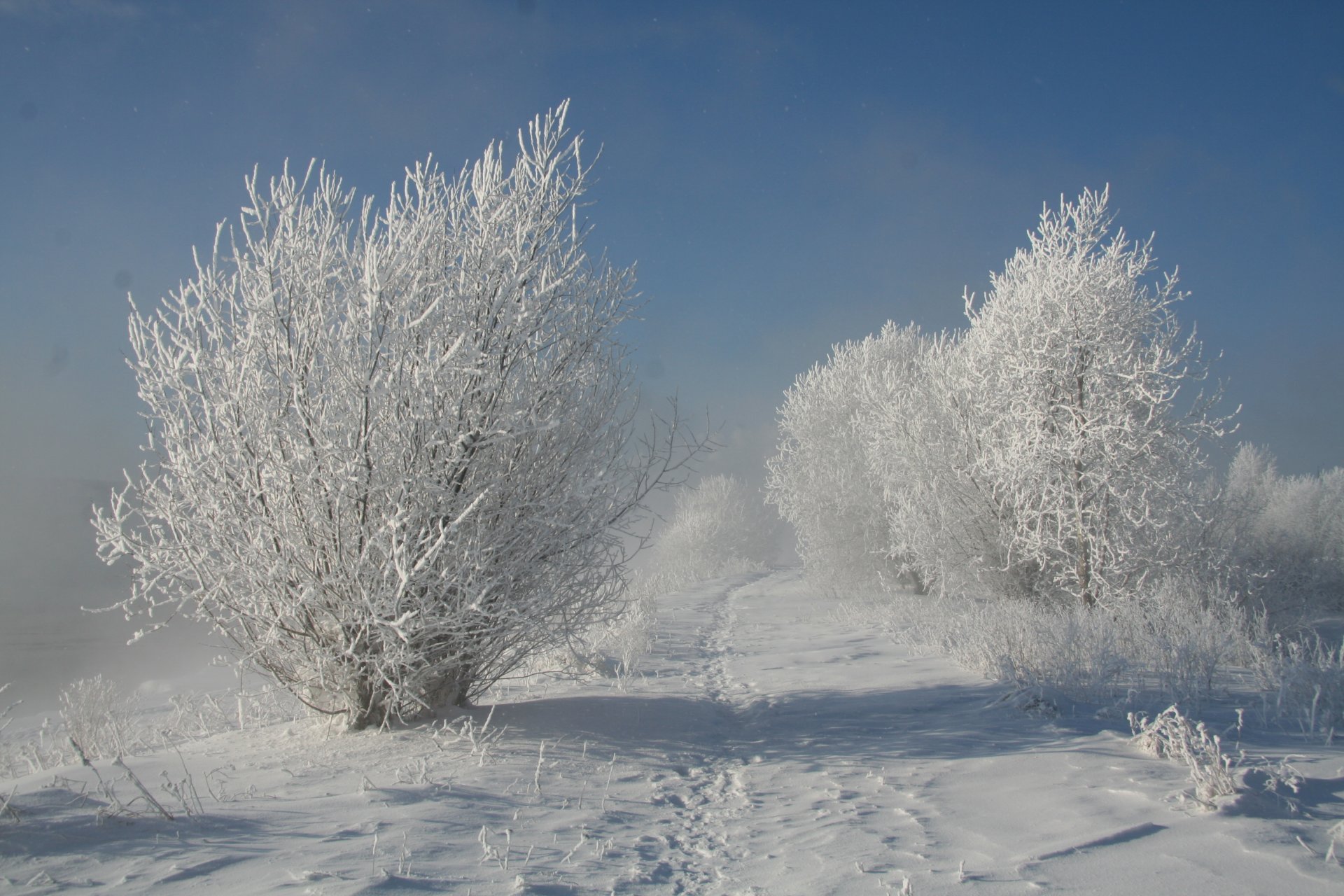 naturaleza árboles nieve invierno