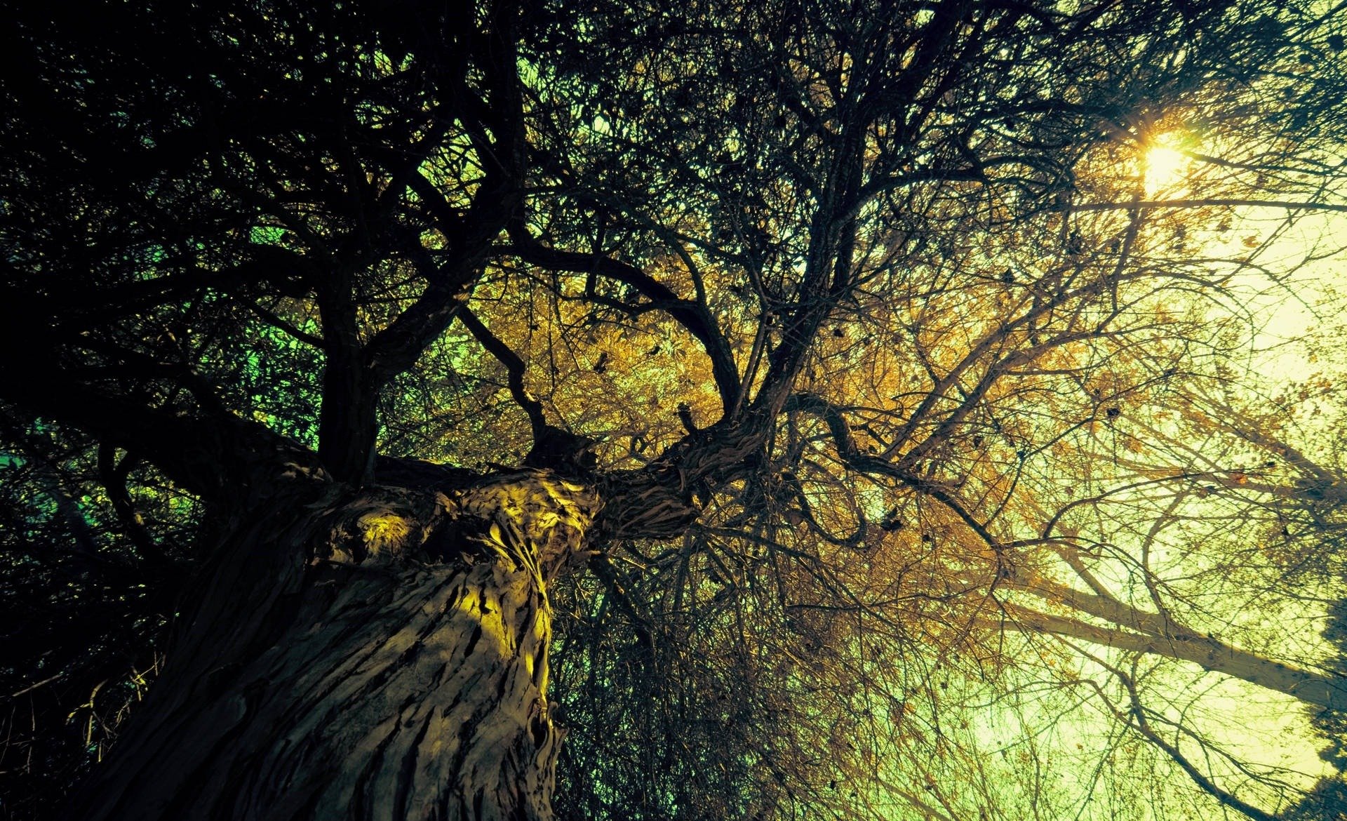 natur baum bäume zweige licht sonnenstrahlen sonne blick hintergrund zweige