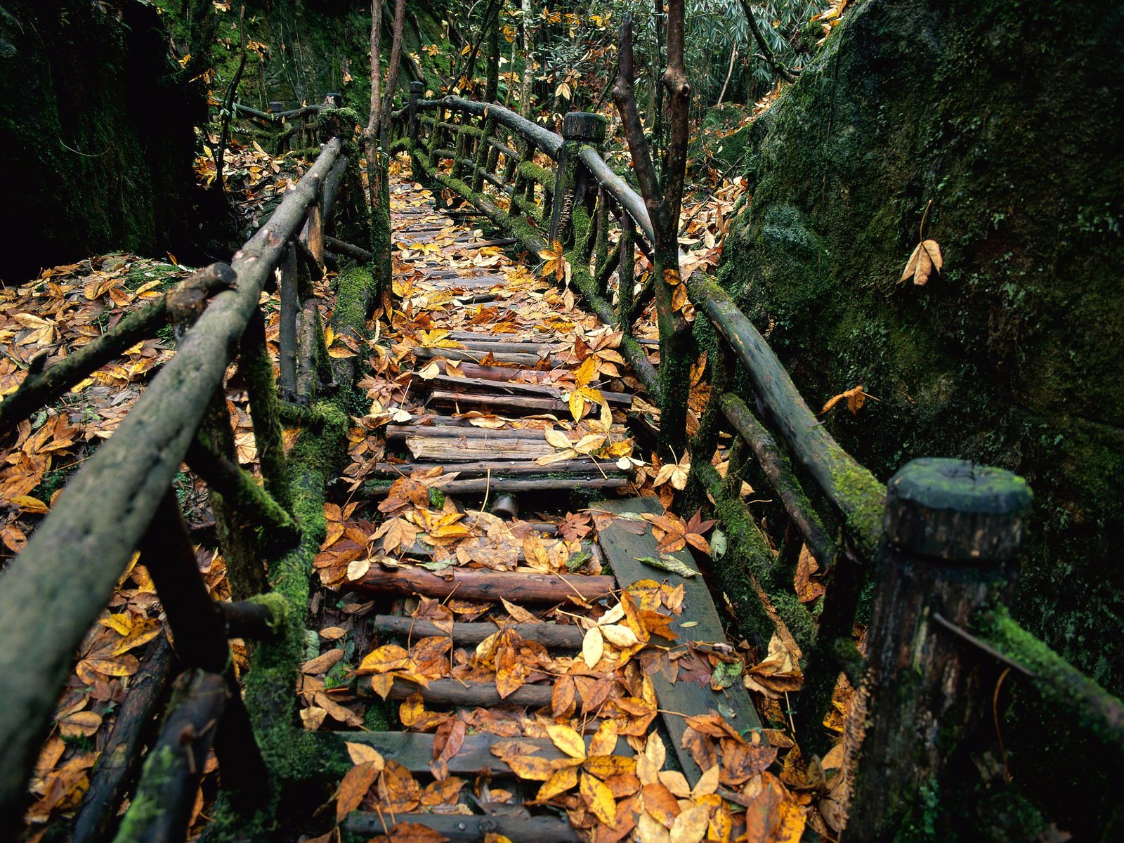 la barandilla el musgo el otoño