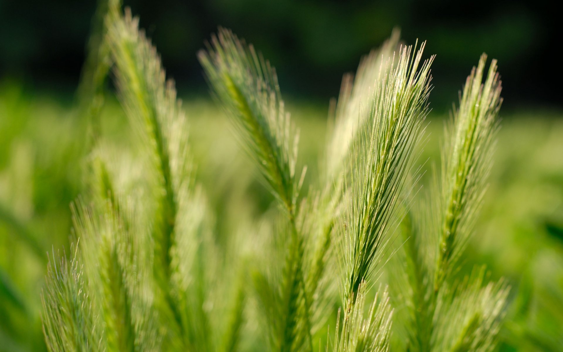 natur feld ohren naturfotografie feld gras makro weizen getreide