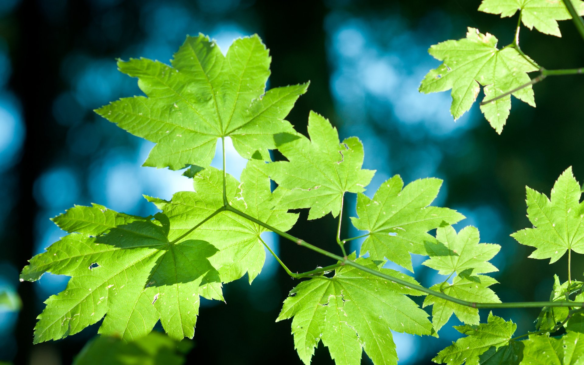 nature arbres feuilles feuillage été forêt parc marche lumière jour macro plantes vie