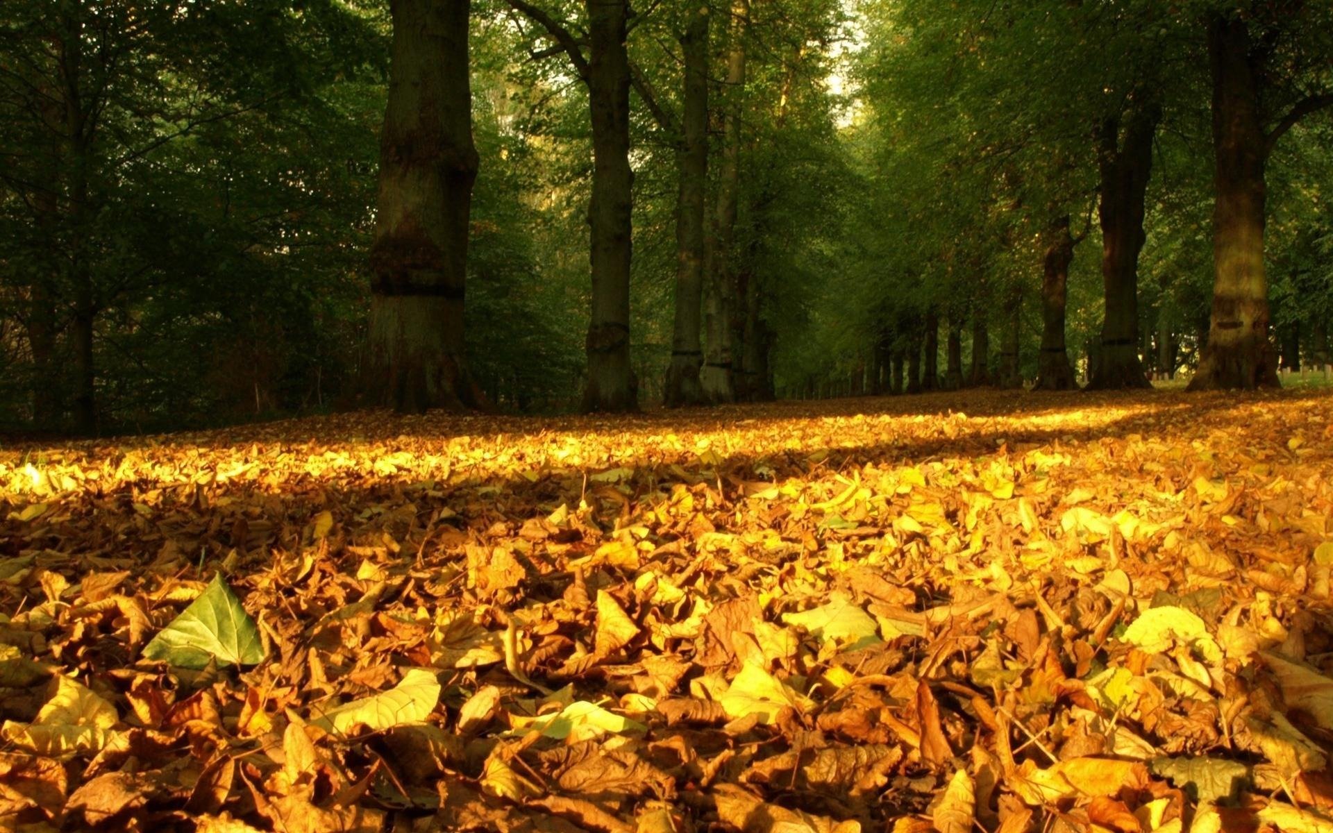 natur jahreszeit herbst gefallene blätter