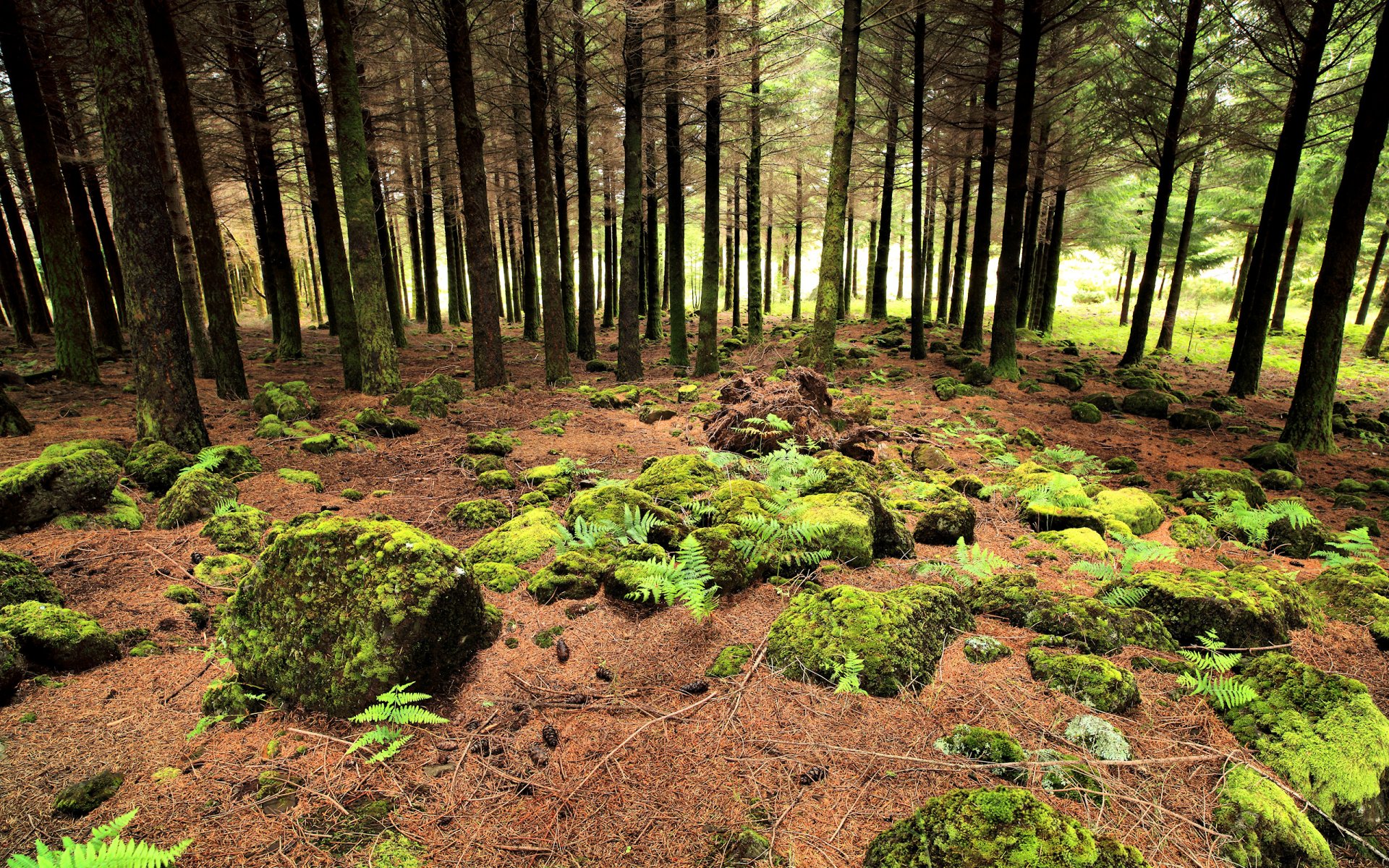 zona de musgo portugal bosque