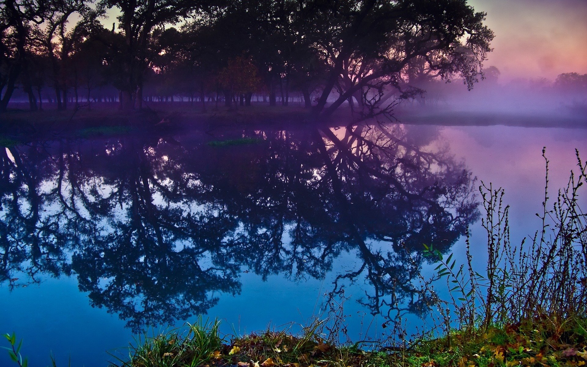 forest river reflection