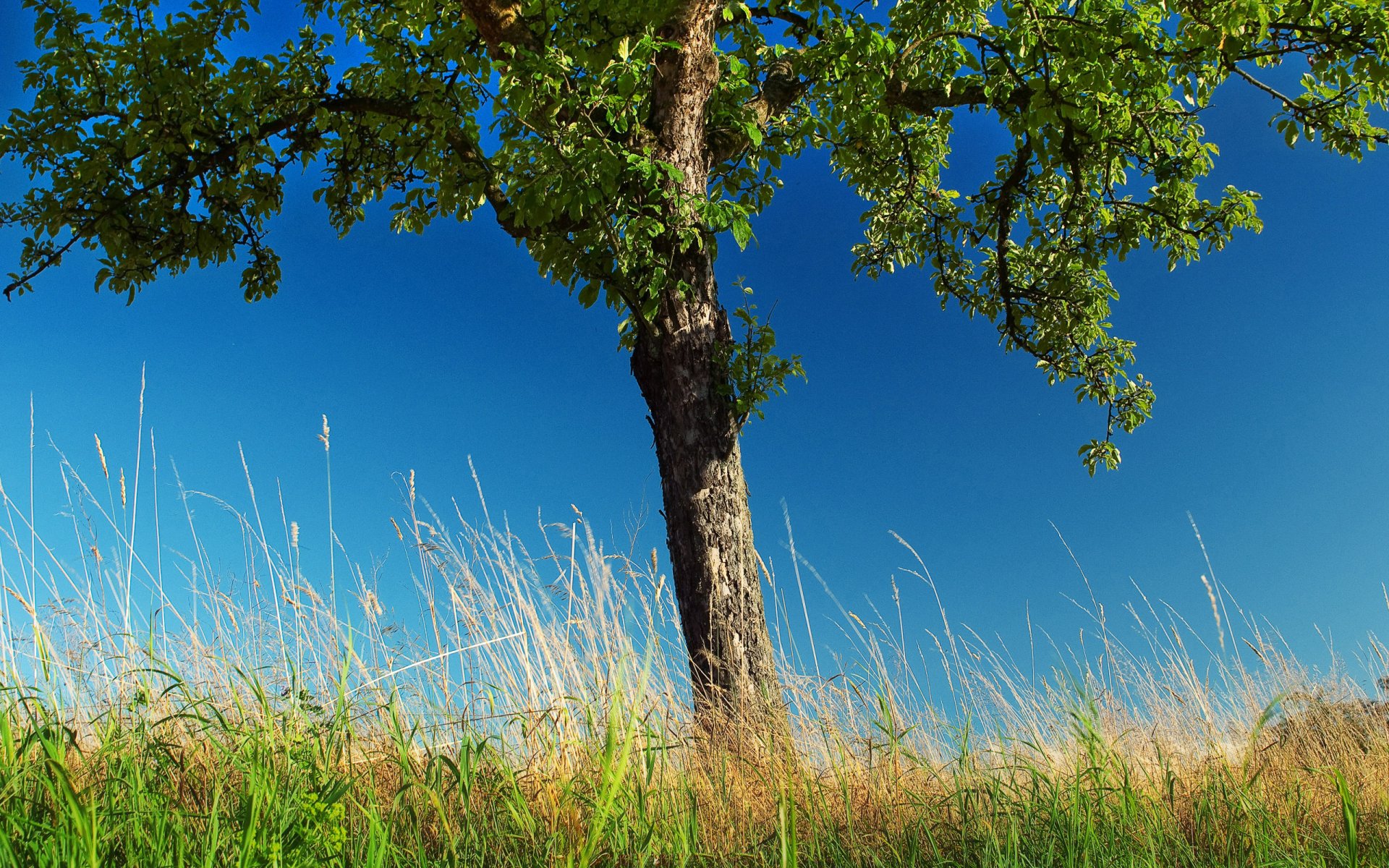 nature trees tree gra