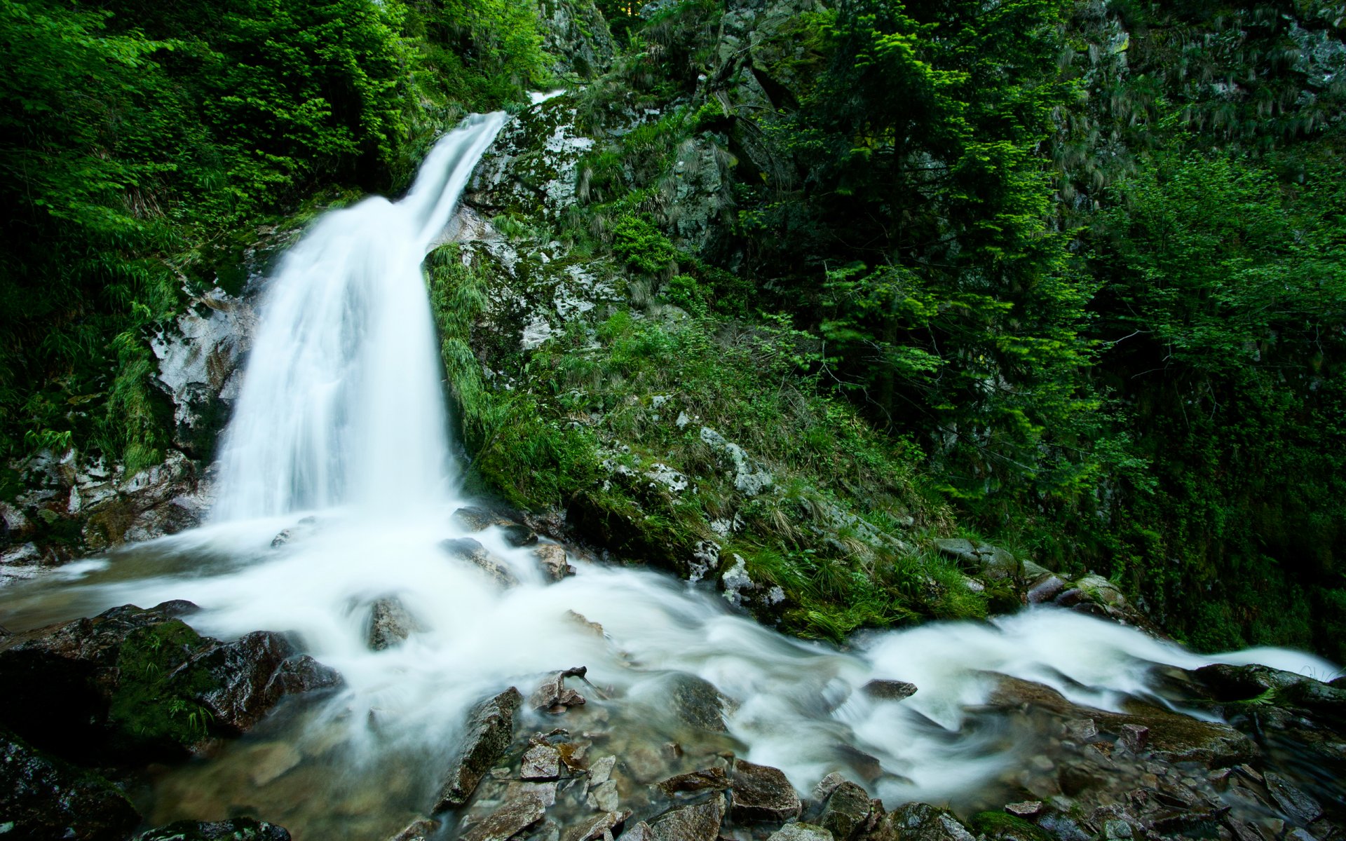 nature forêt arbres verdure plantes pierres cascade ruisseau eau ruisseau forest roches green life photo