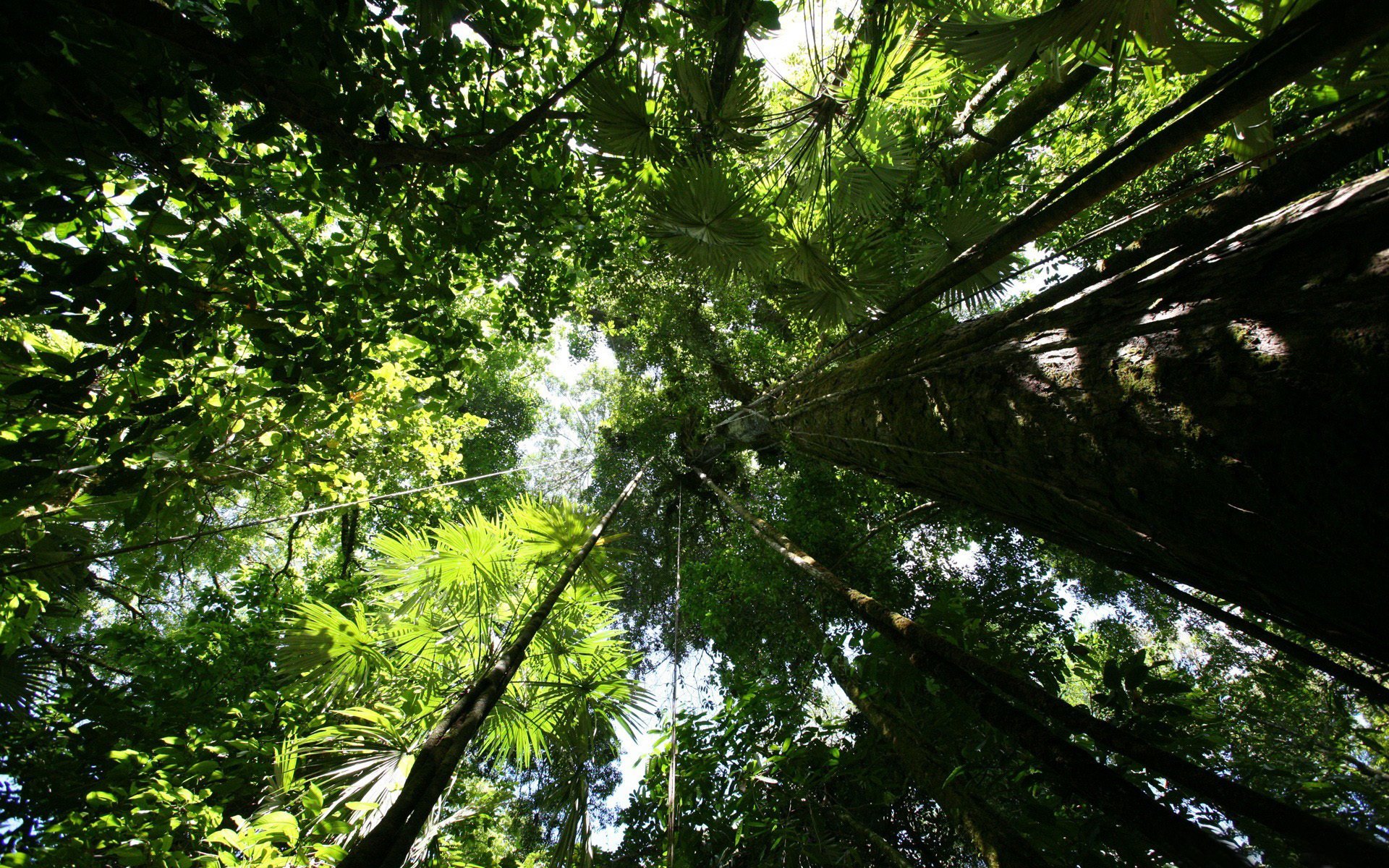 alberi tronchi cima