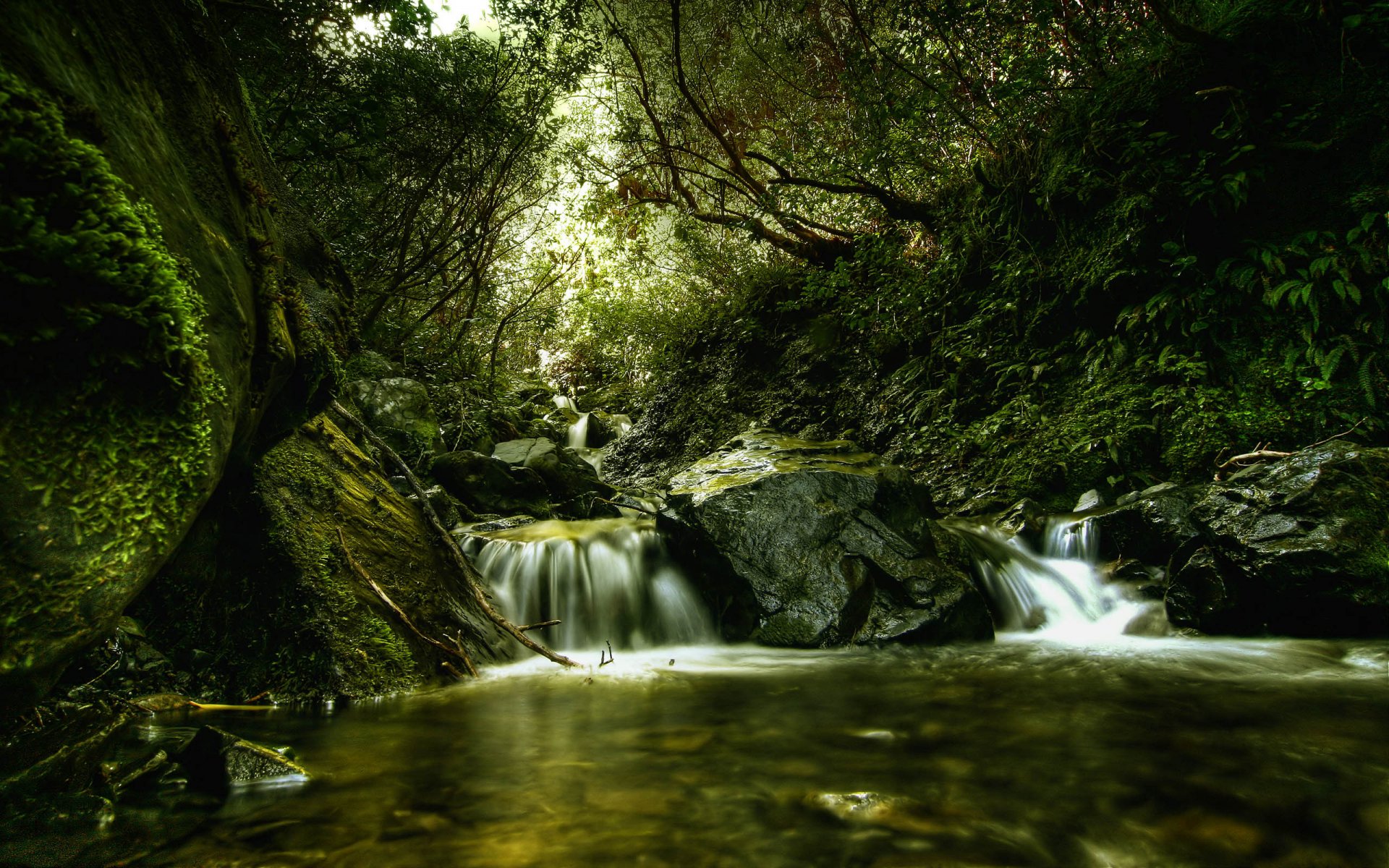 bosque río vegetación tráfico