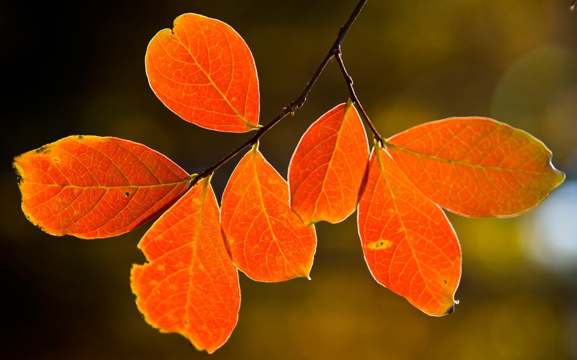 nature tree autumn leaves macro leaves nature picture