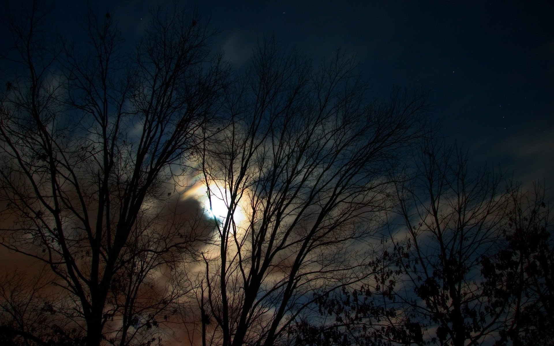 tree night moon