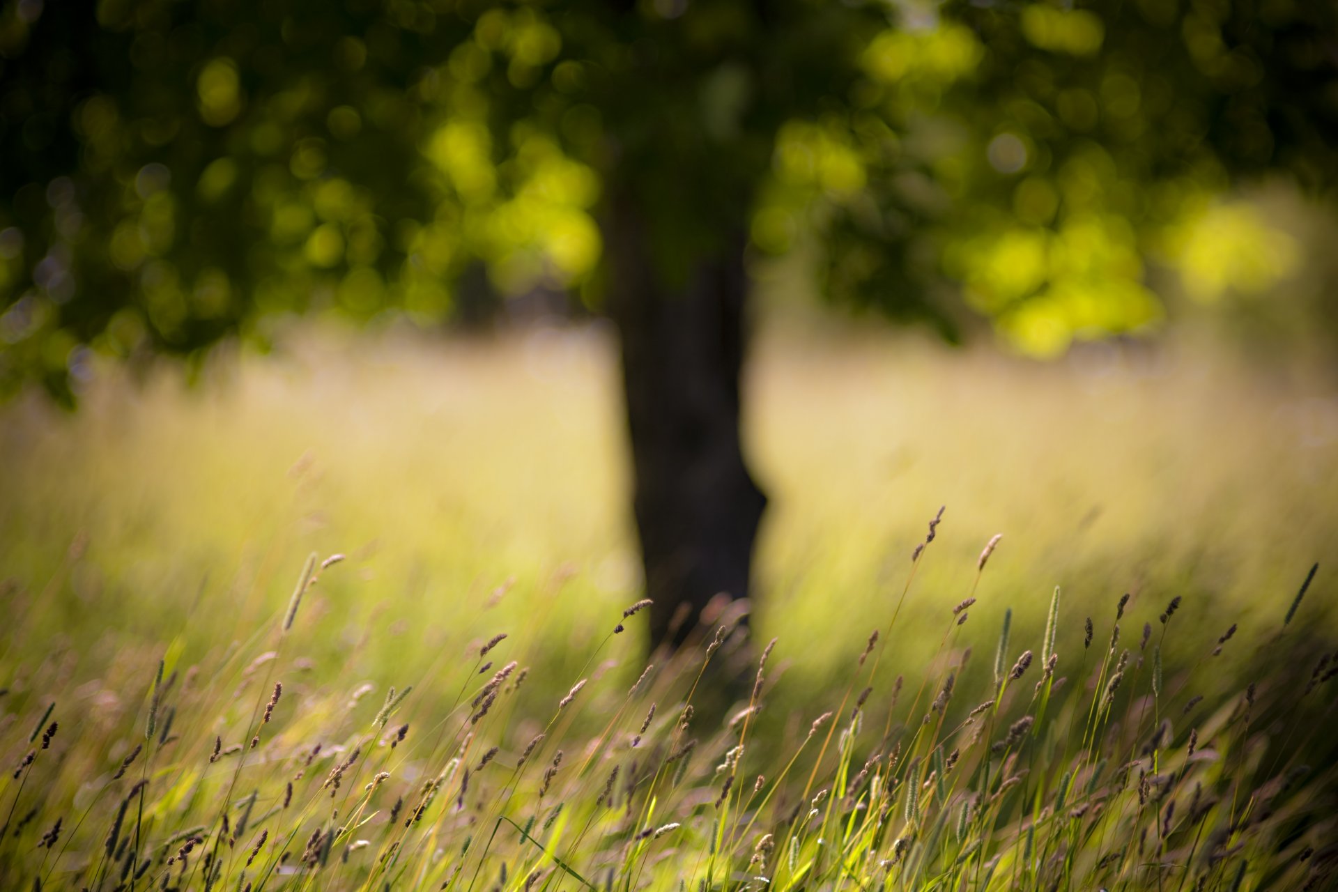 tree grass the field