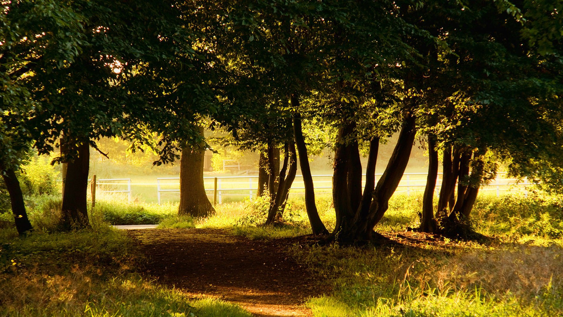 nature tree