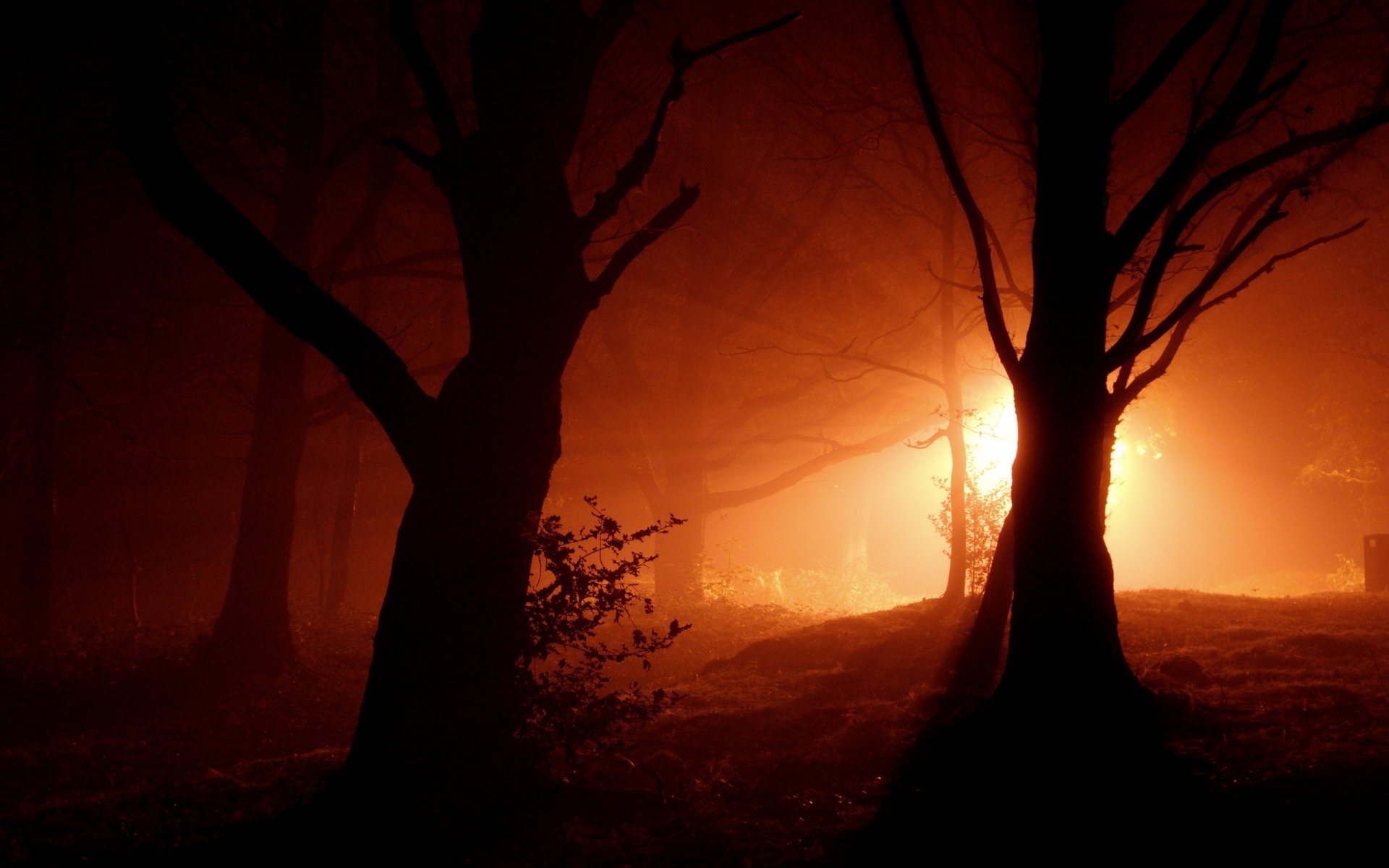 paisaje peasouper árboles noche luces luz linternas