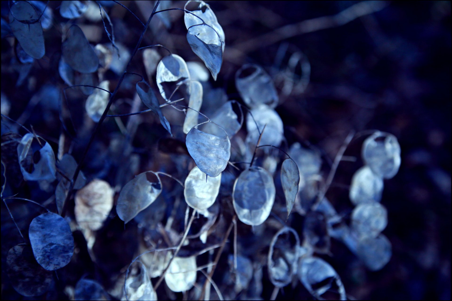 feuilles bleu flou