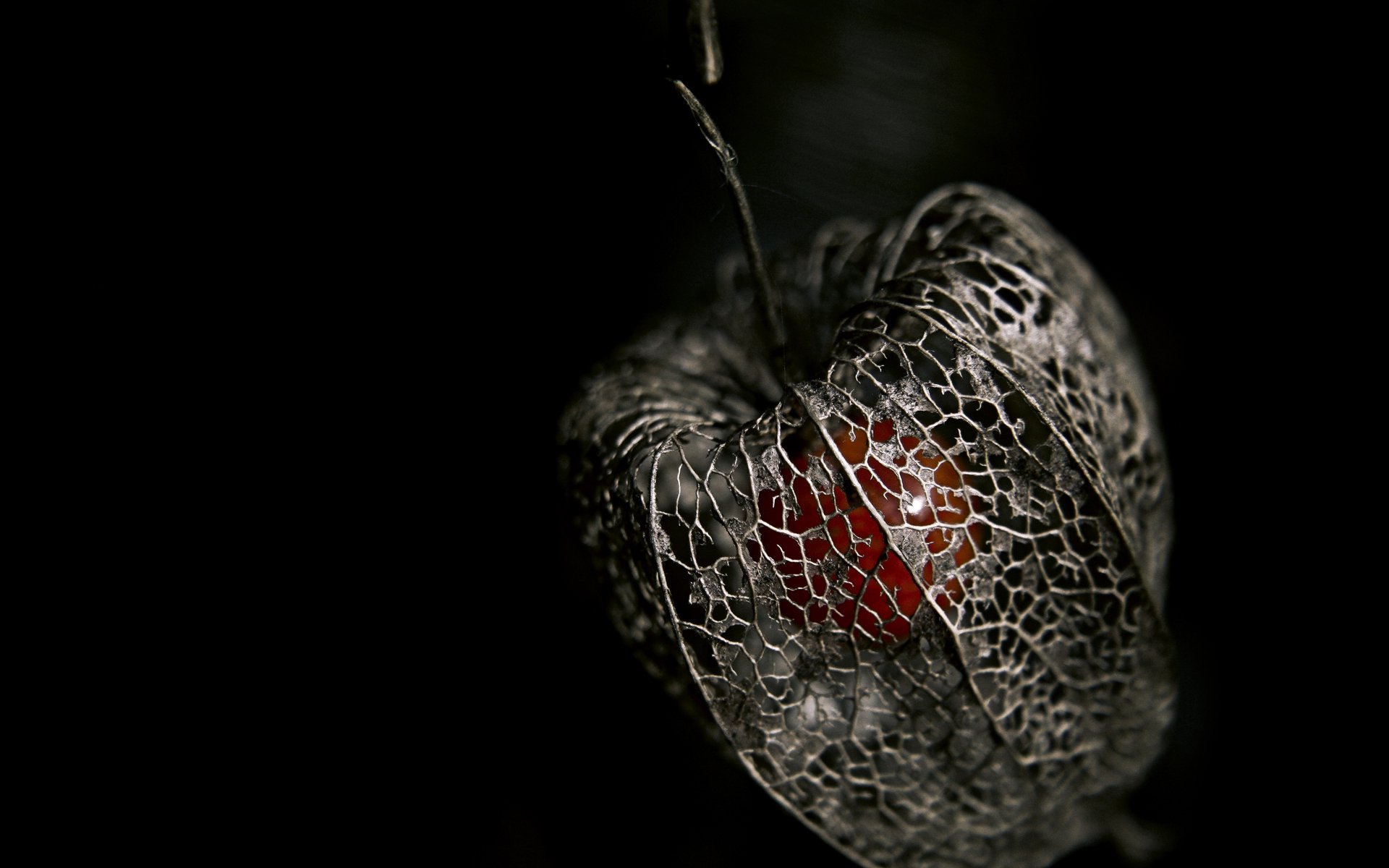 physalis baya esqueleto