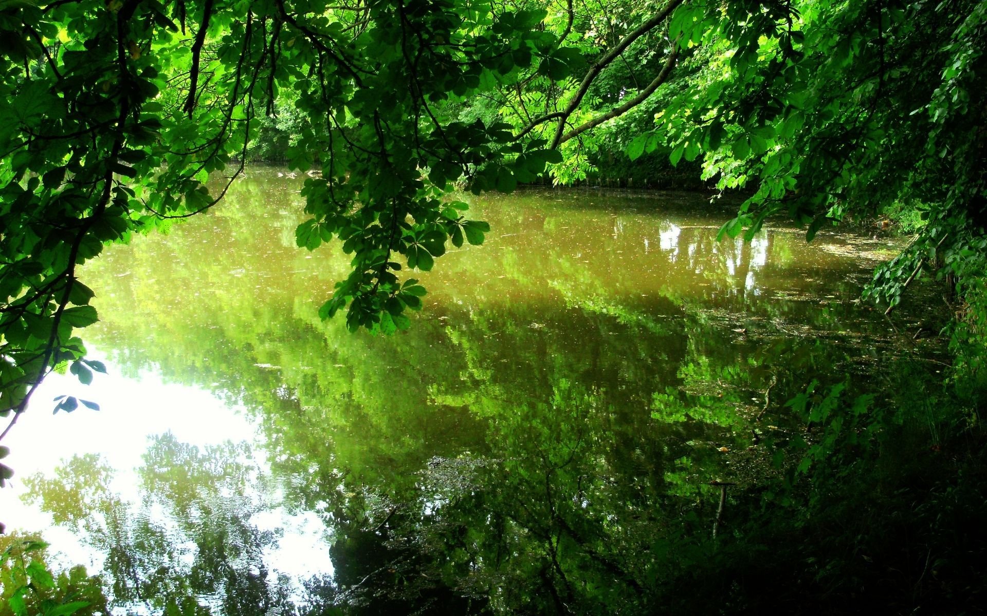 alberi foglie riflessione