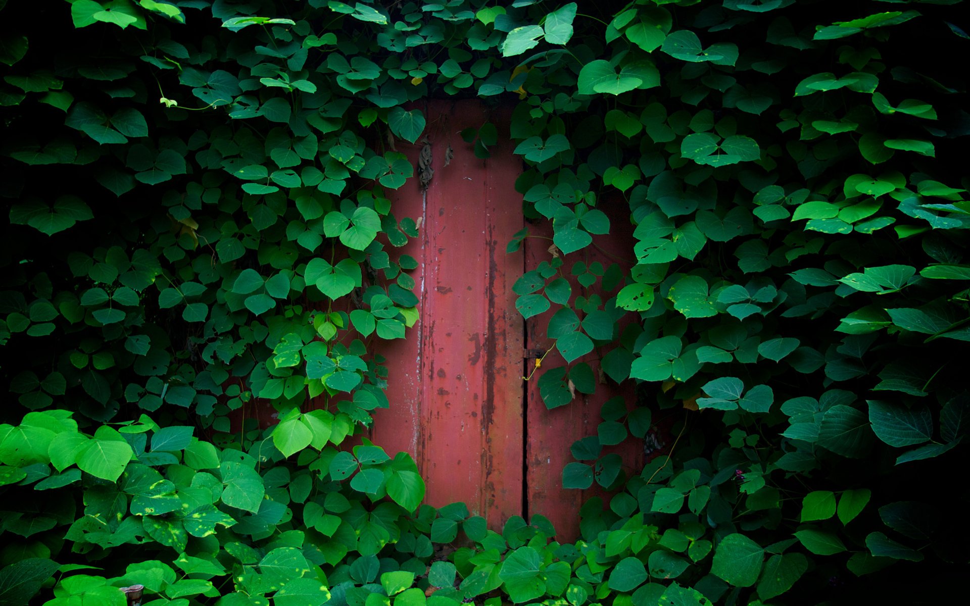 porte nature feuillage feuilles verdure plantes