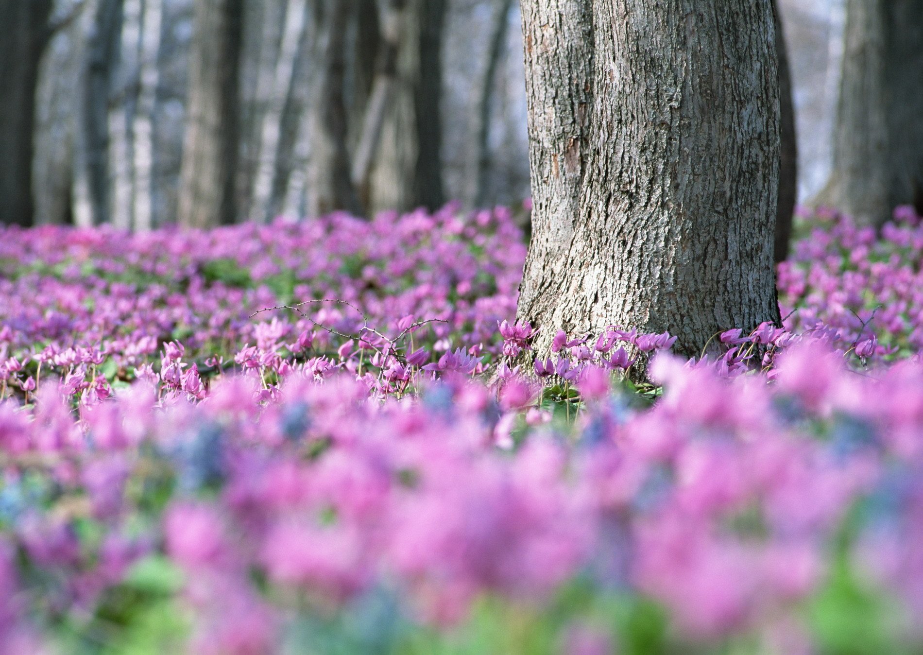 forest tree flower field blur