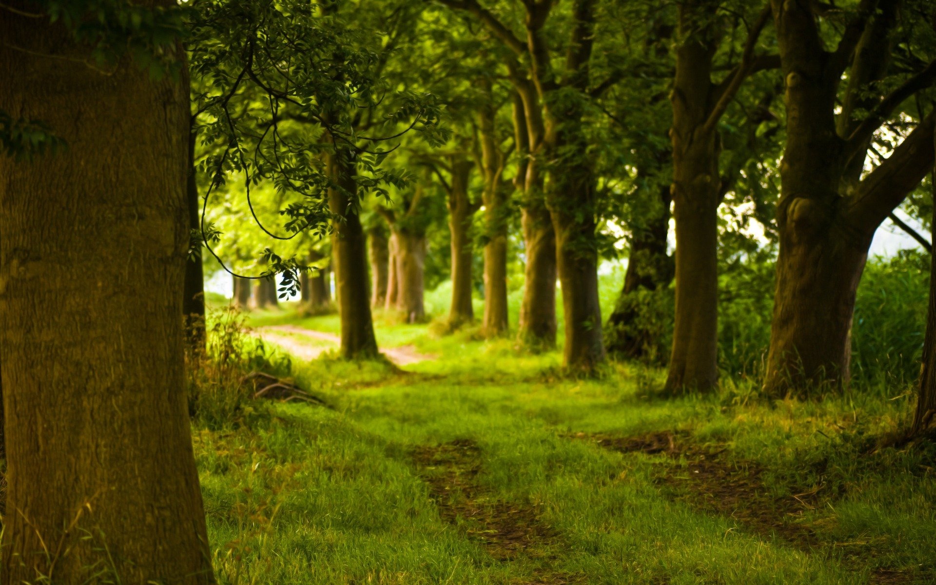 forest track tree trunk nature