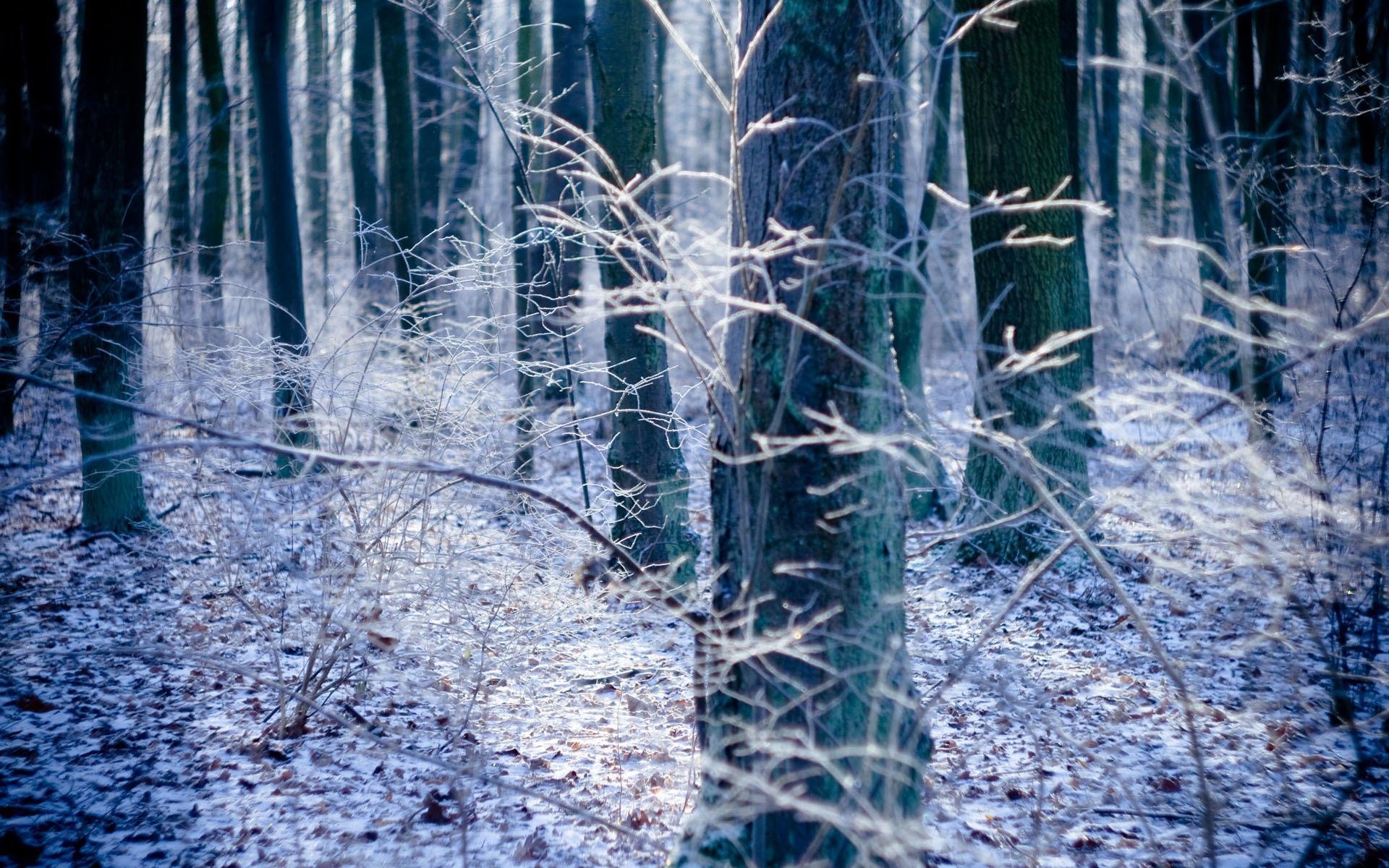 herbst natur wald bäume