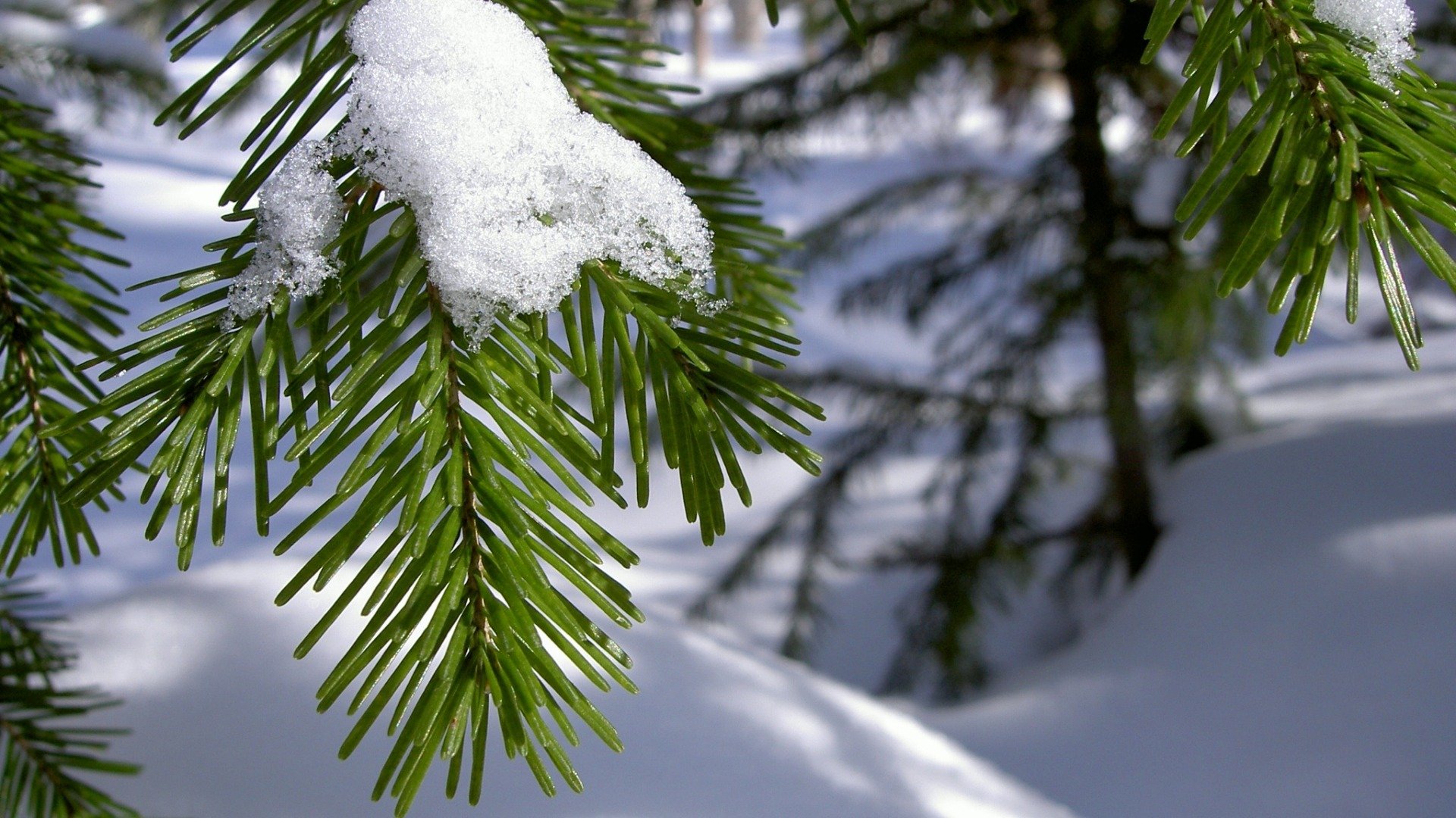 branch needles needle snow winter close up