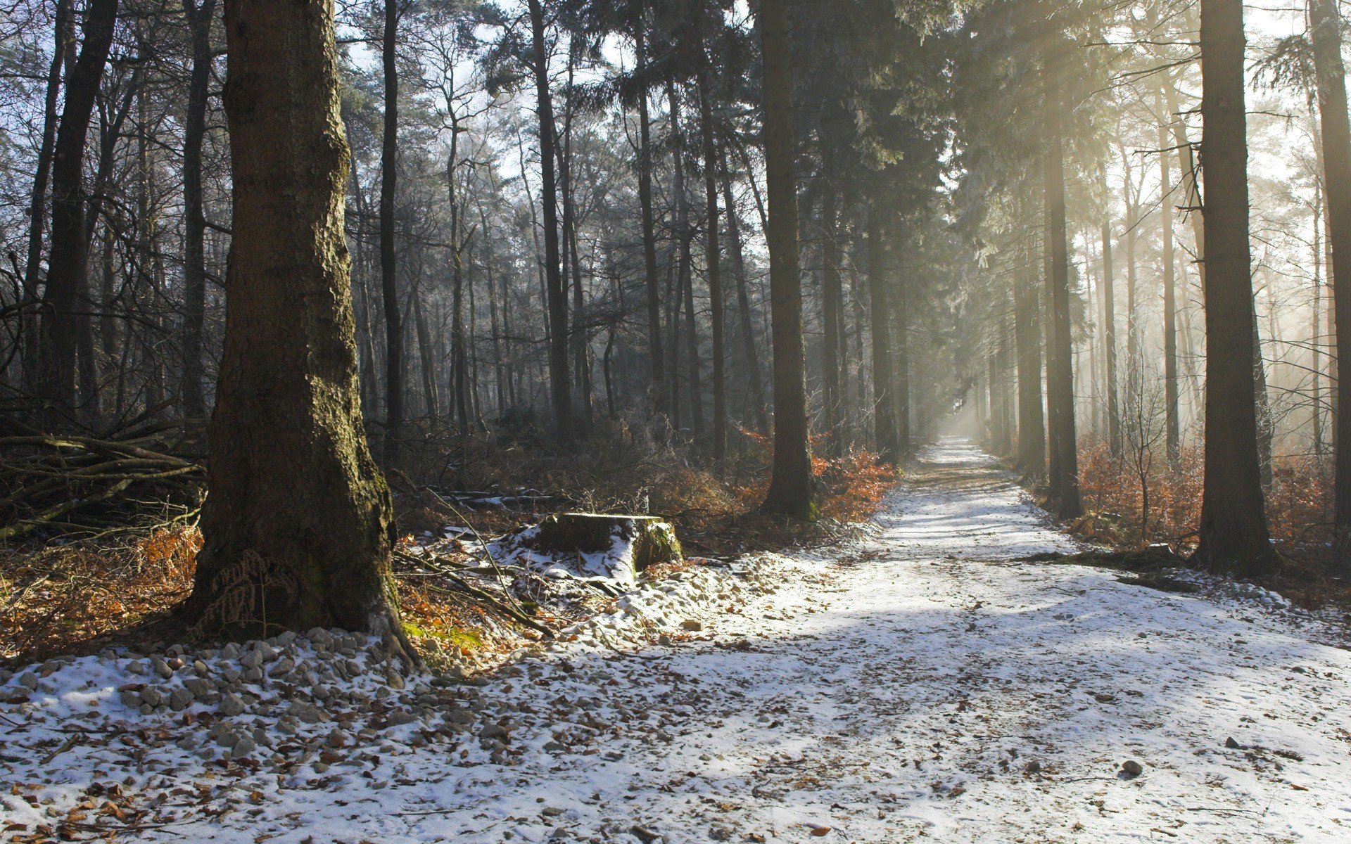 forest tree road haze autumn winter morning beauty nature