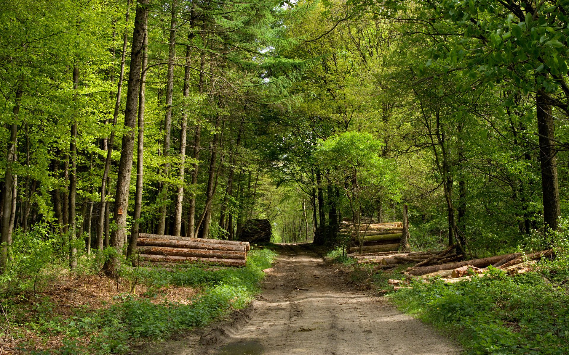 forêt route