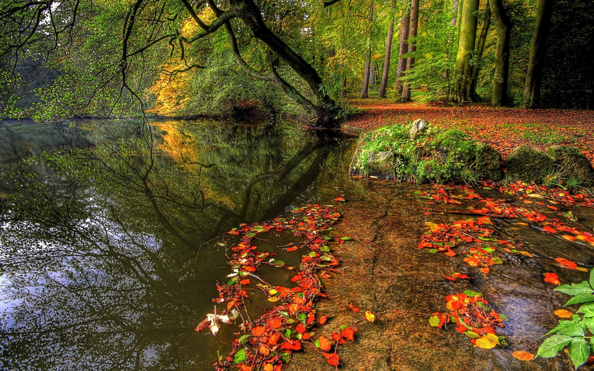 nature eau arbres plantes automne forêt rivière feuilles