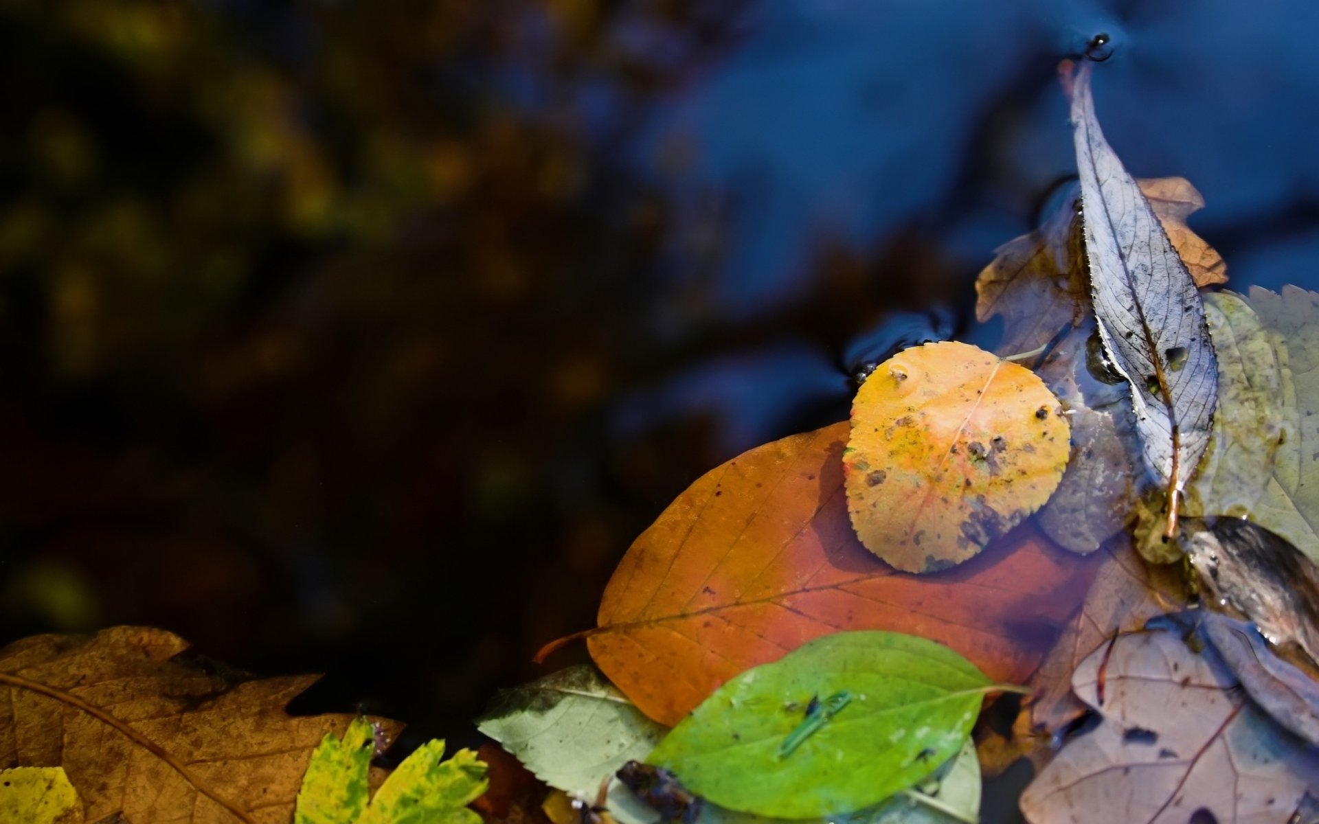 eau flaque d eau feuilles nature photo macro