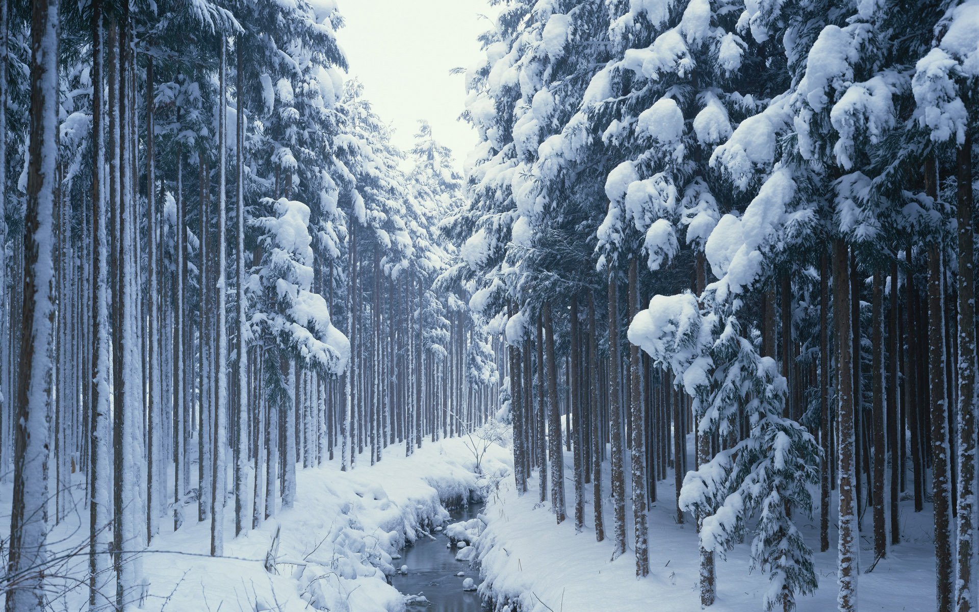 conifères arbres neige