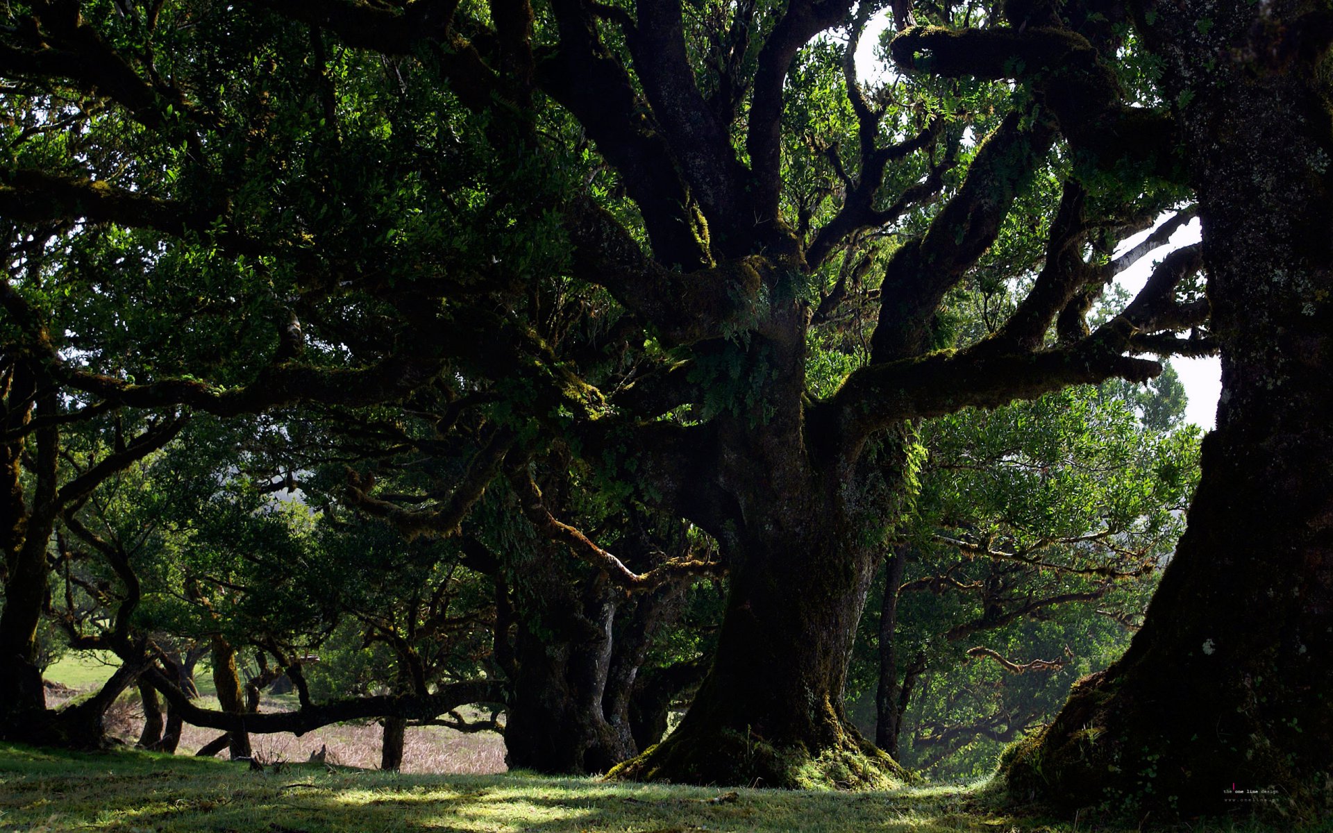 bosque árboles naturaleza