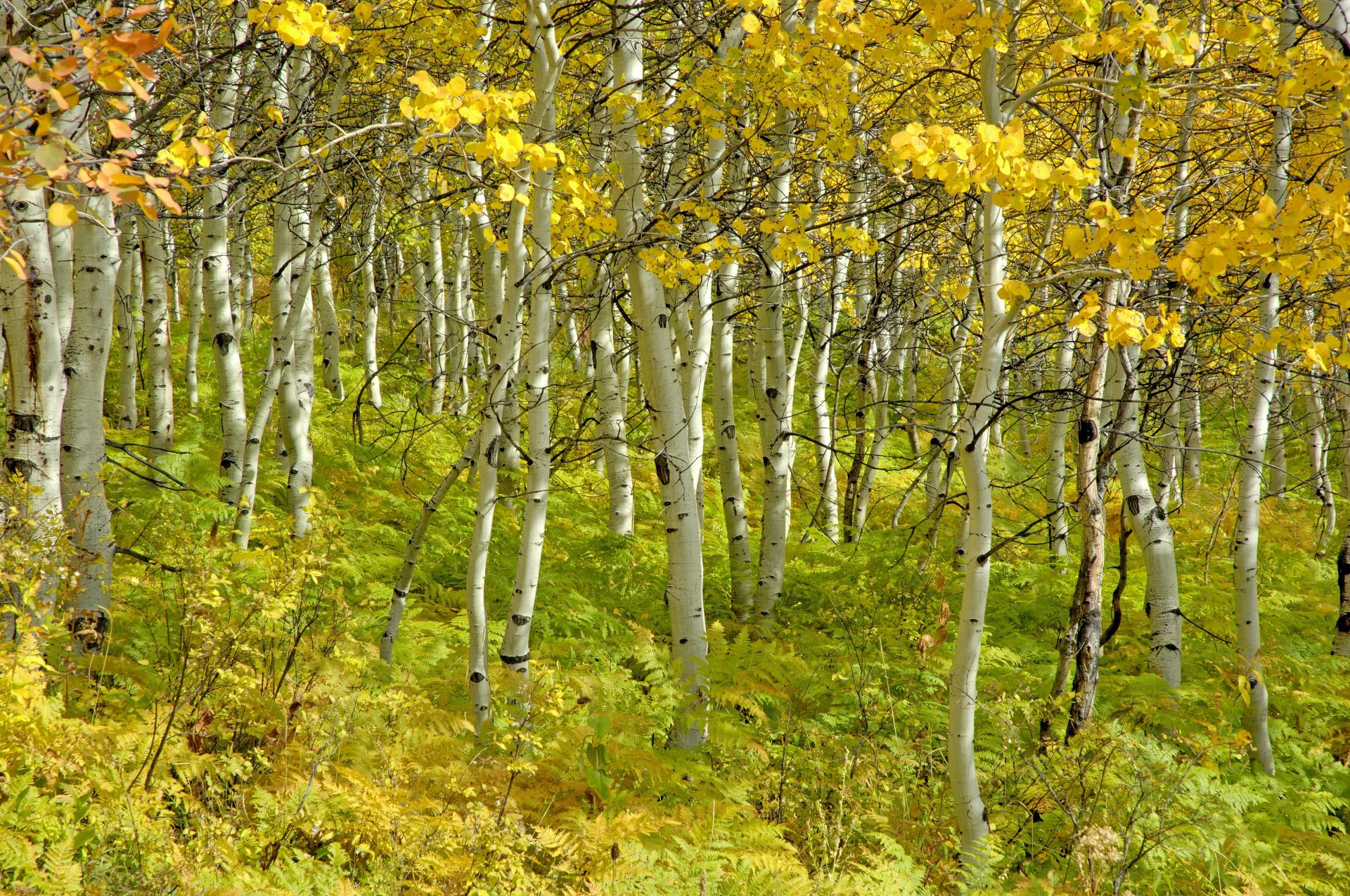 alberi betulle bellezza boschetto autunno