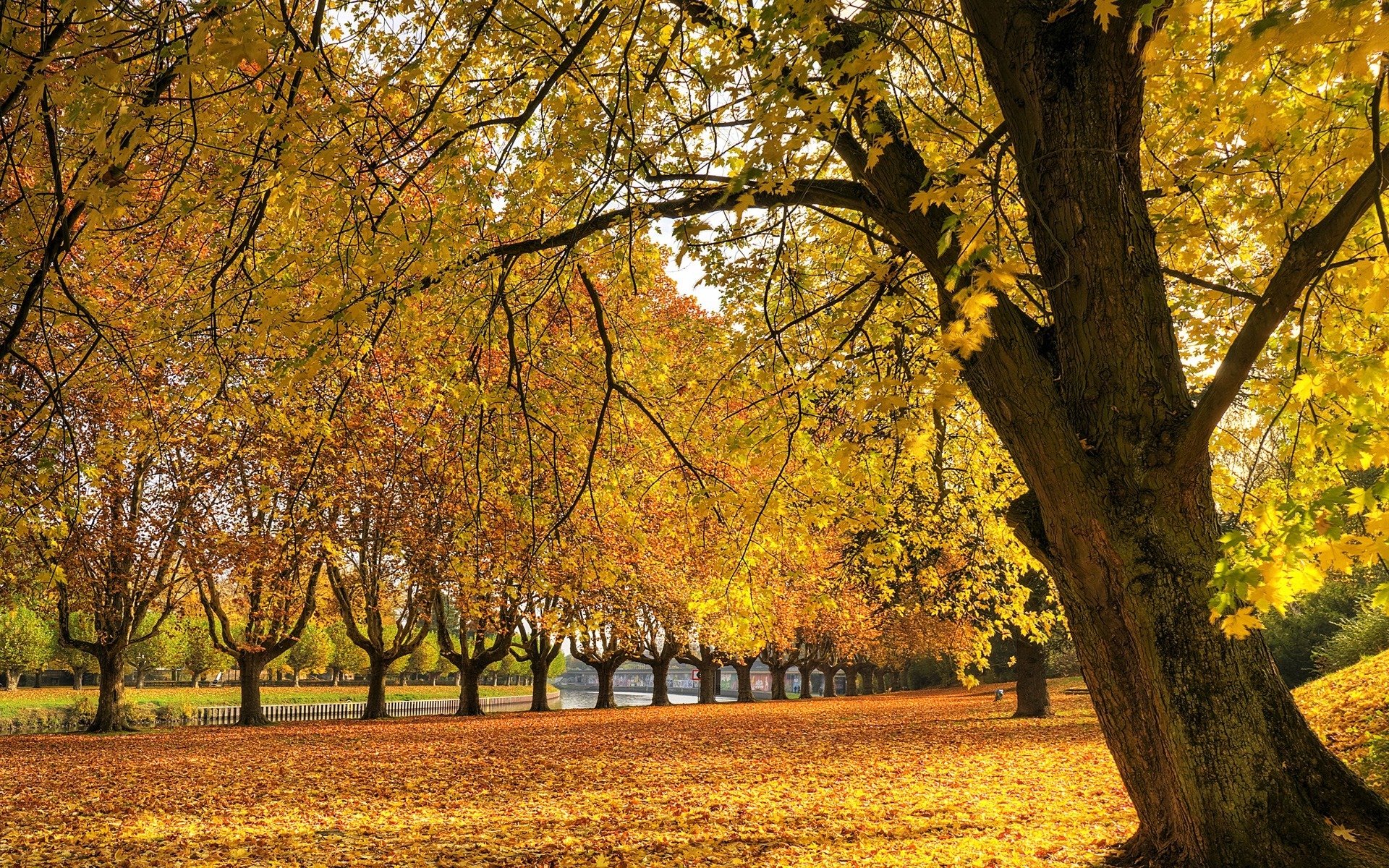 árbol otoño hierba hojas río