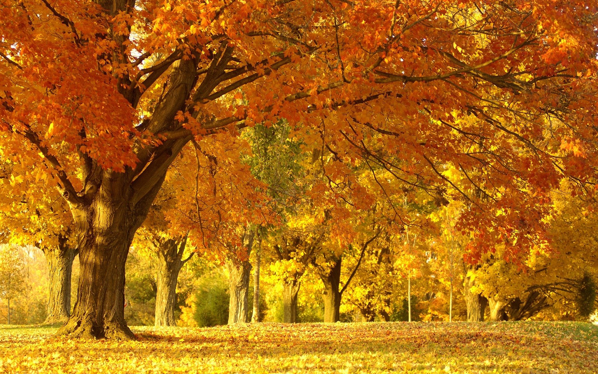 nature paysage parc forêt arbres automne feuillage beauté