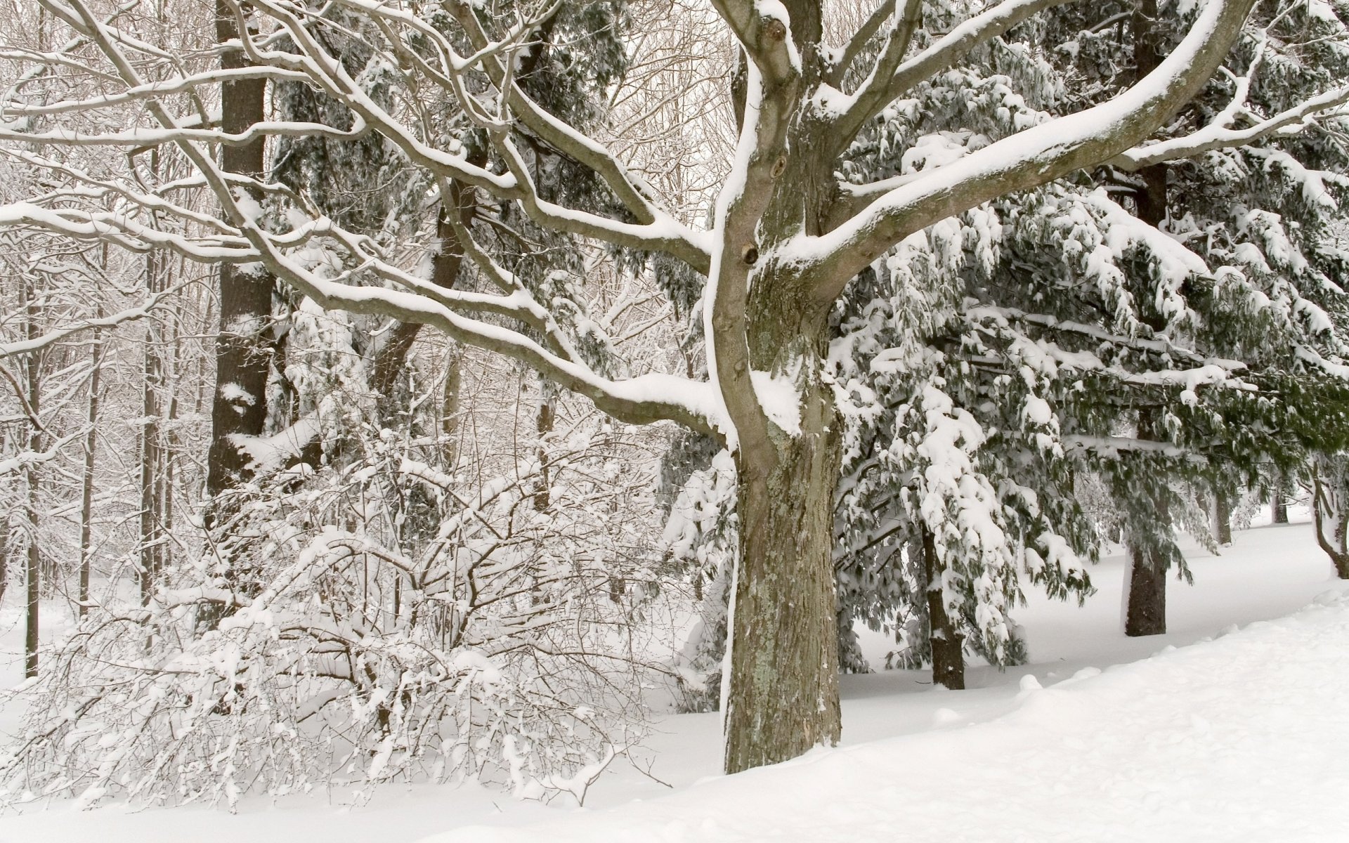 blanc arbres hiver