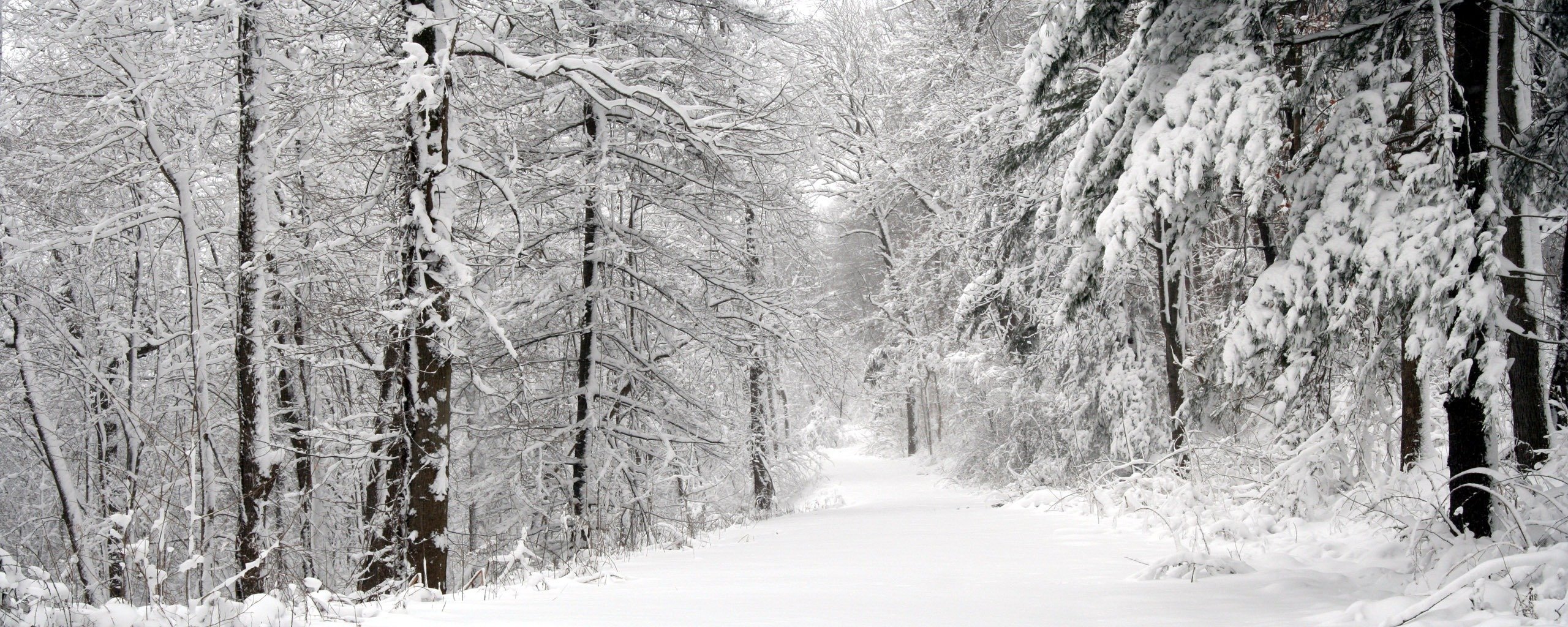 bäume schnee straße