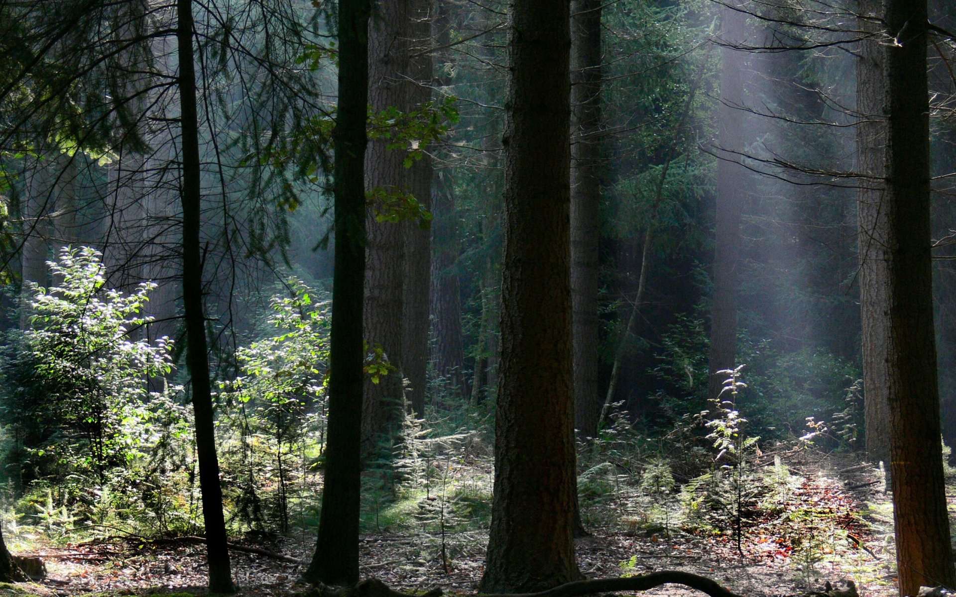 drzewa las światło gałęzie natura