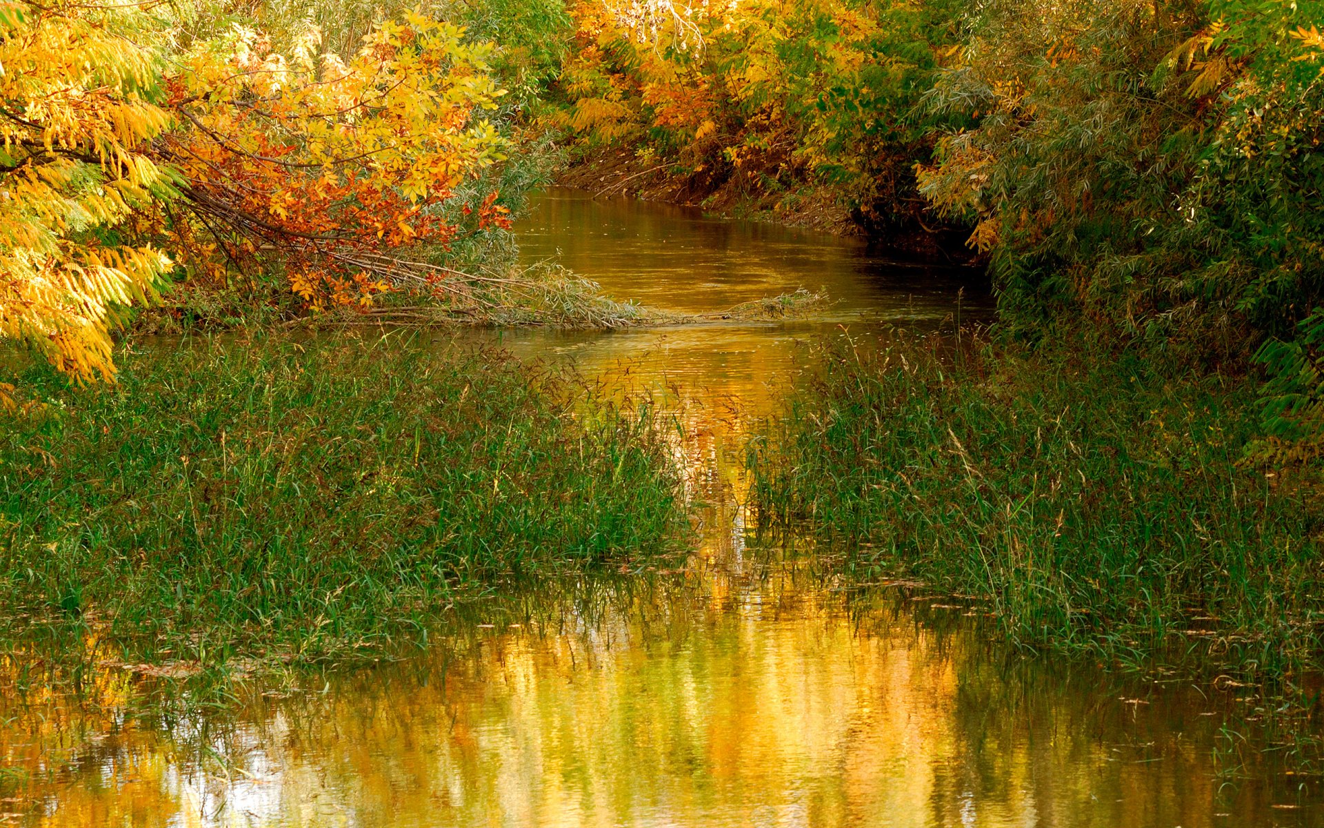 staw woda natura drzewa liście jesień trawa