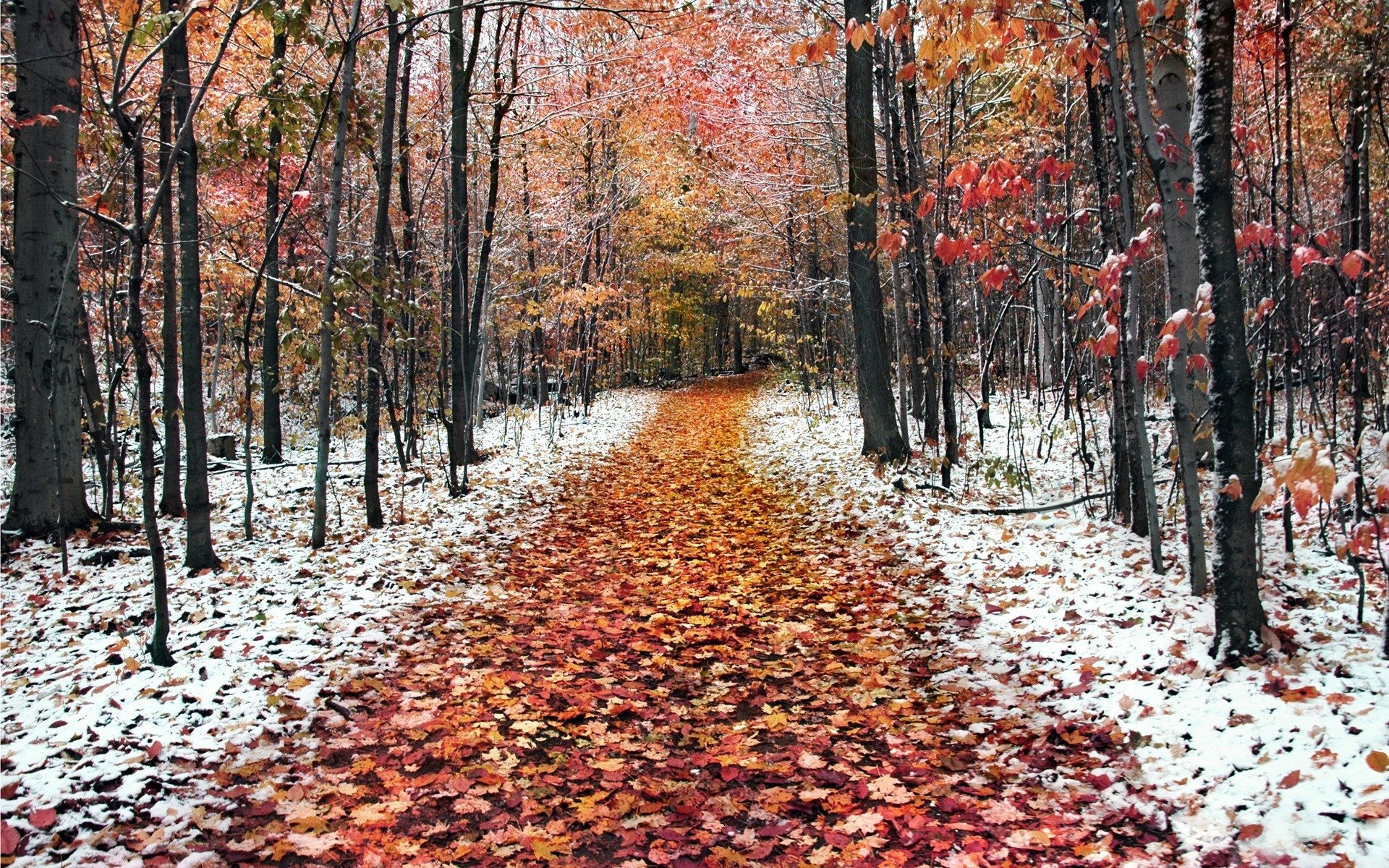 foresta sentiero natura