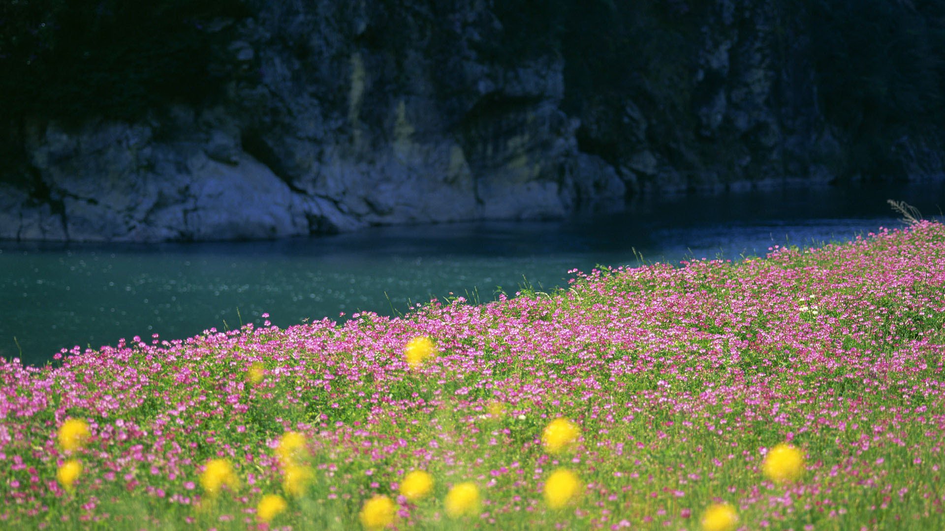 natura paesaggio fiume acqua erba fiori campo foto