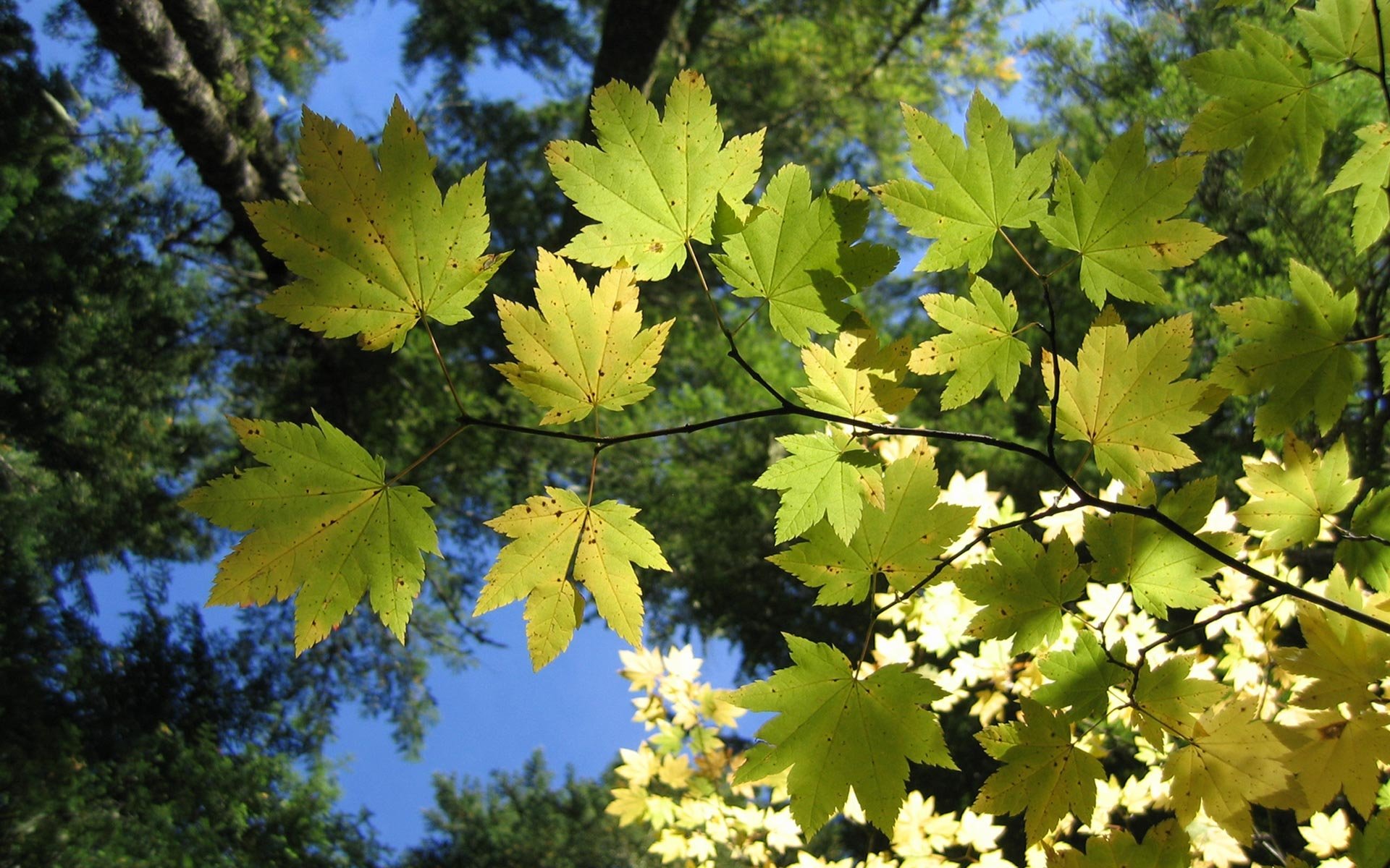 leaves tree sky branches light