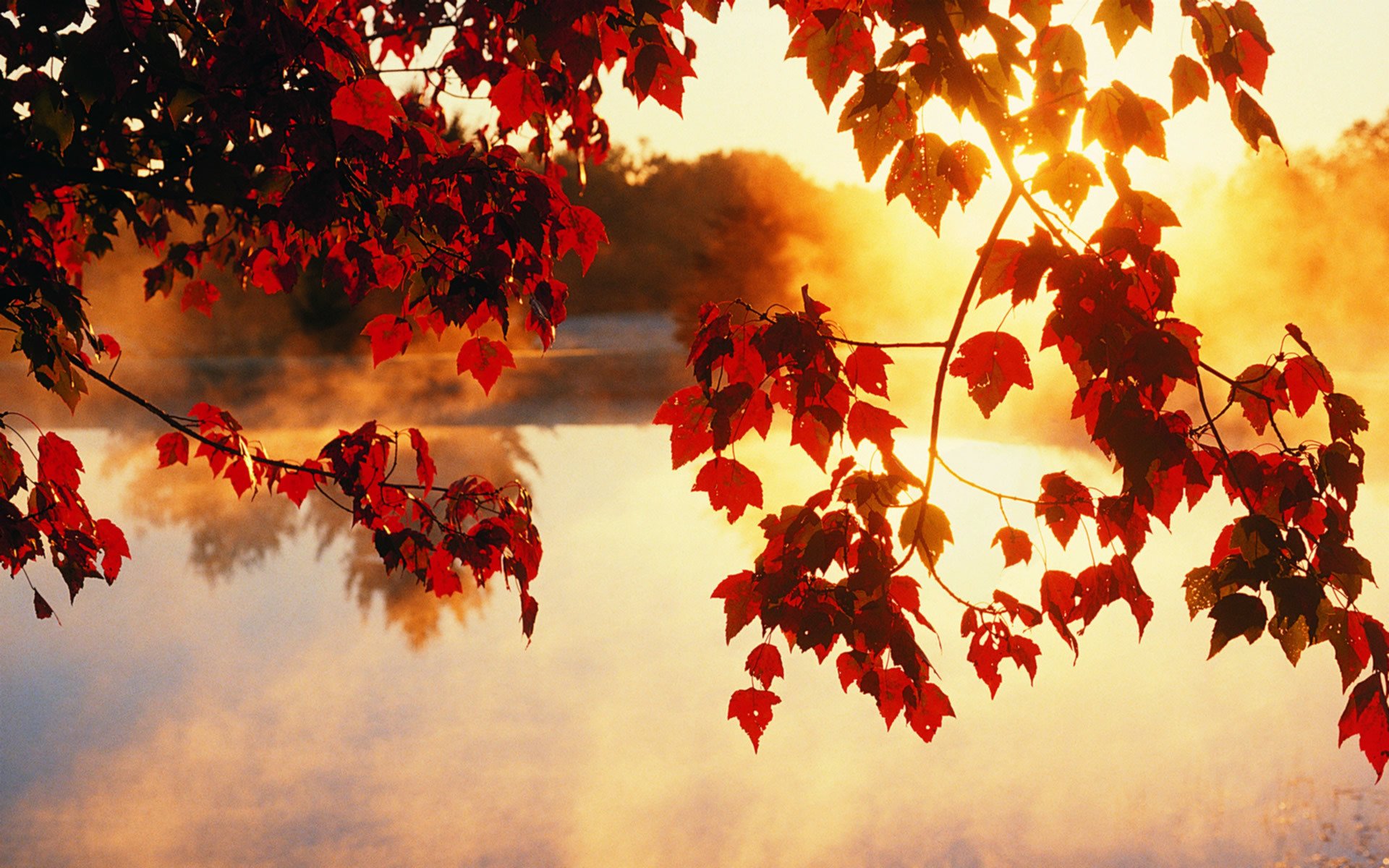 autumn tree leaves sun light rays beauty