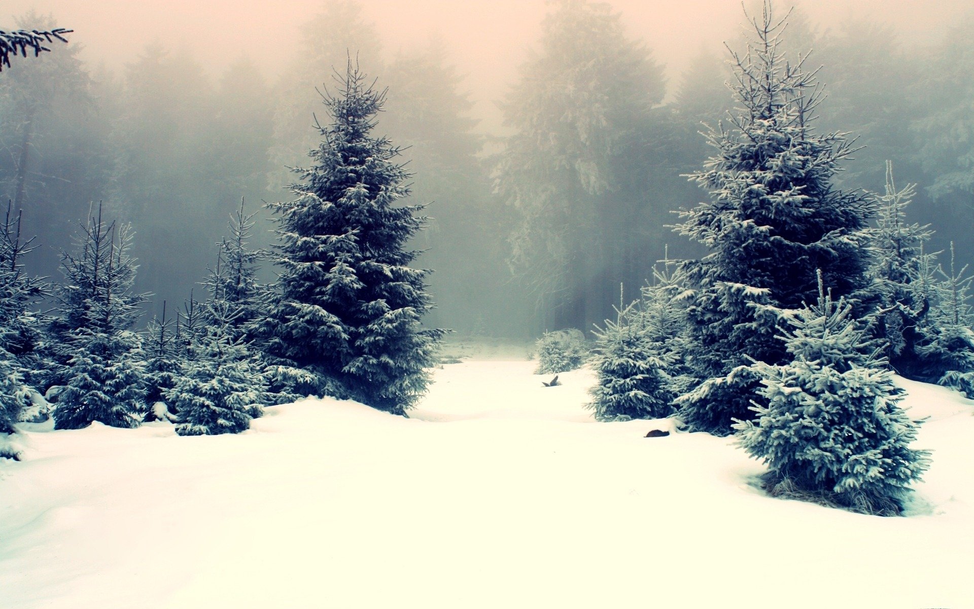 nature hiver forêt congères en rond