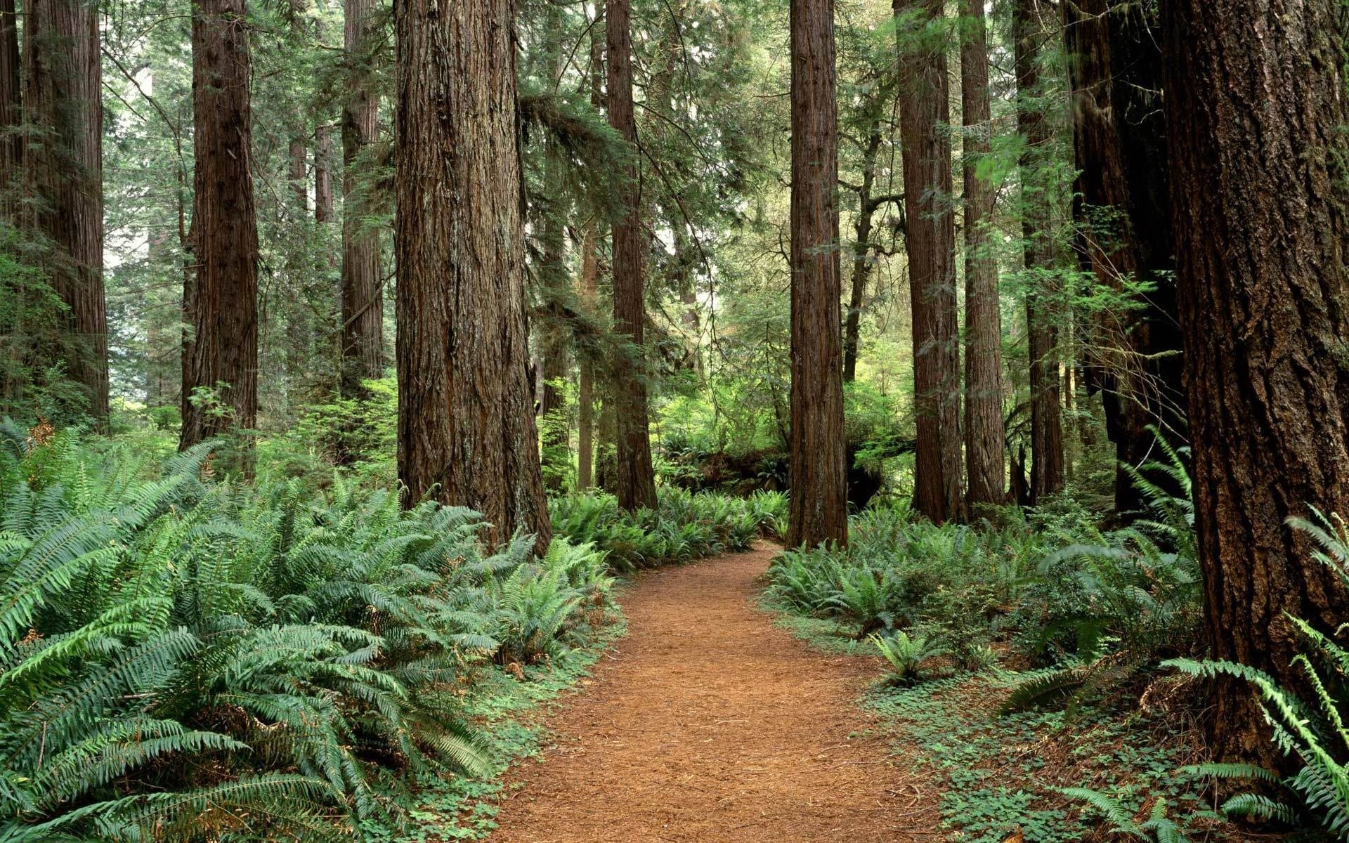 forêt arbres washington